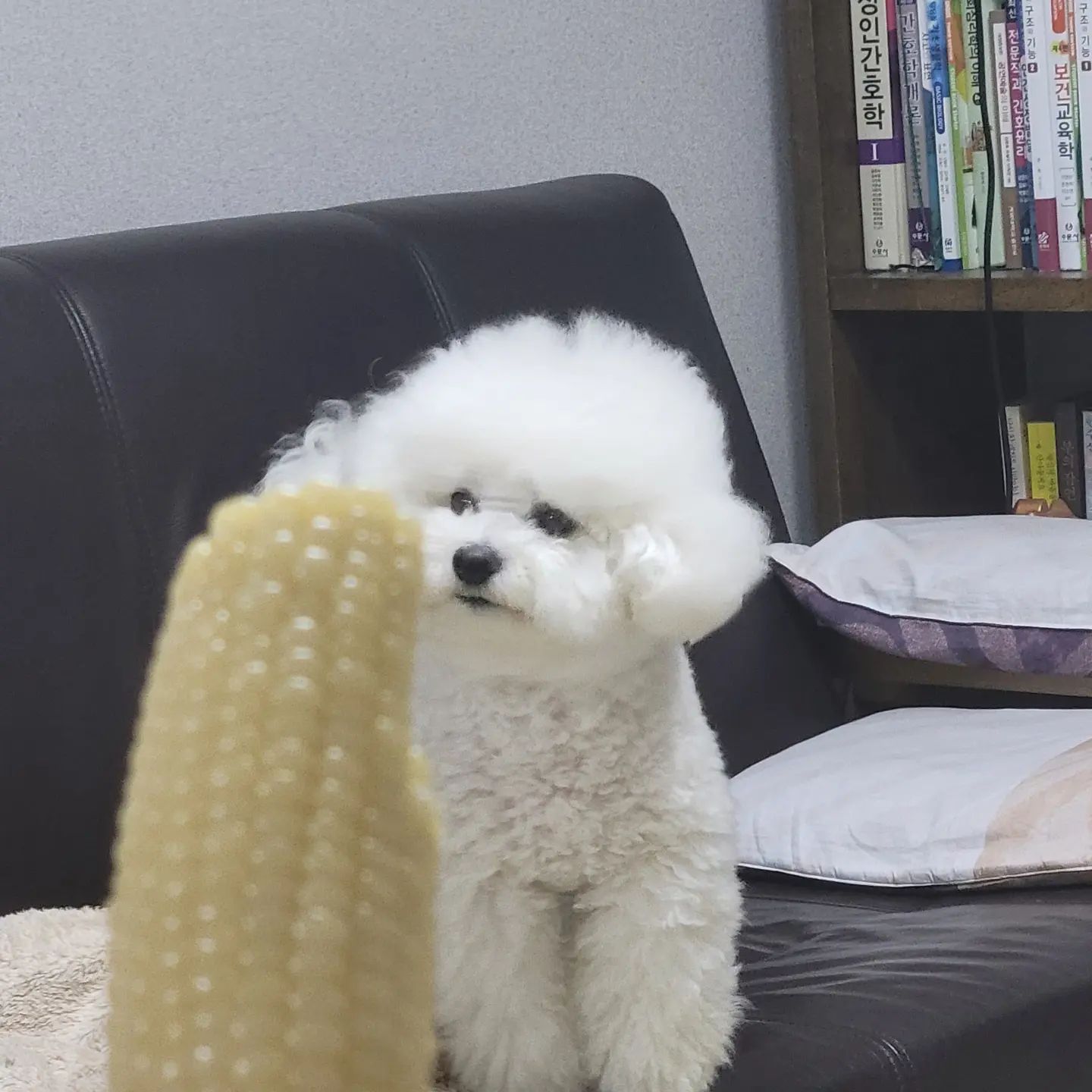 23.08.21
누나 옥수수 나도 주는거 맞지?
.
.
#꼬모의하루🐶
