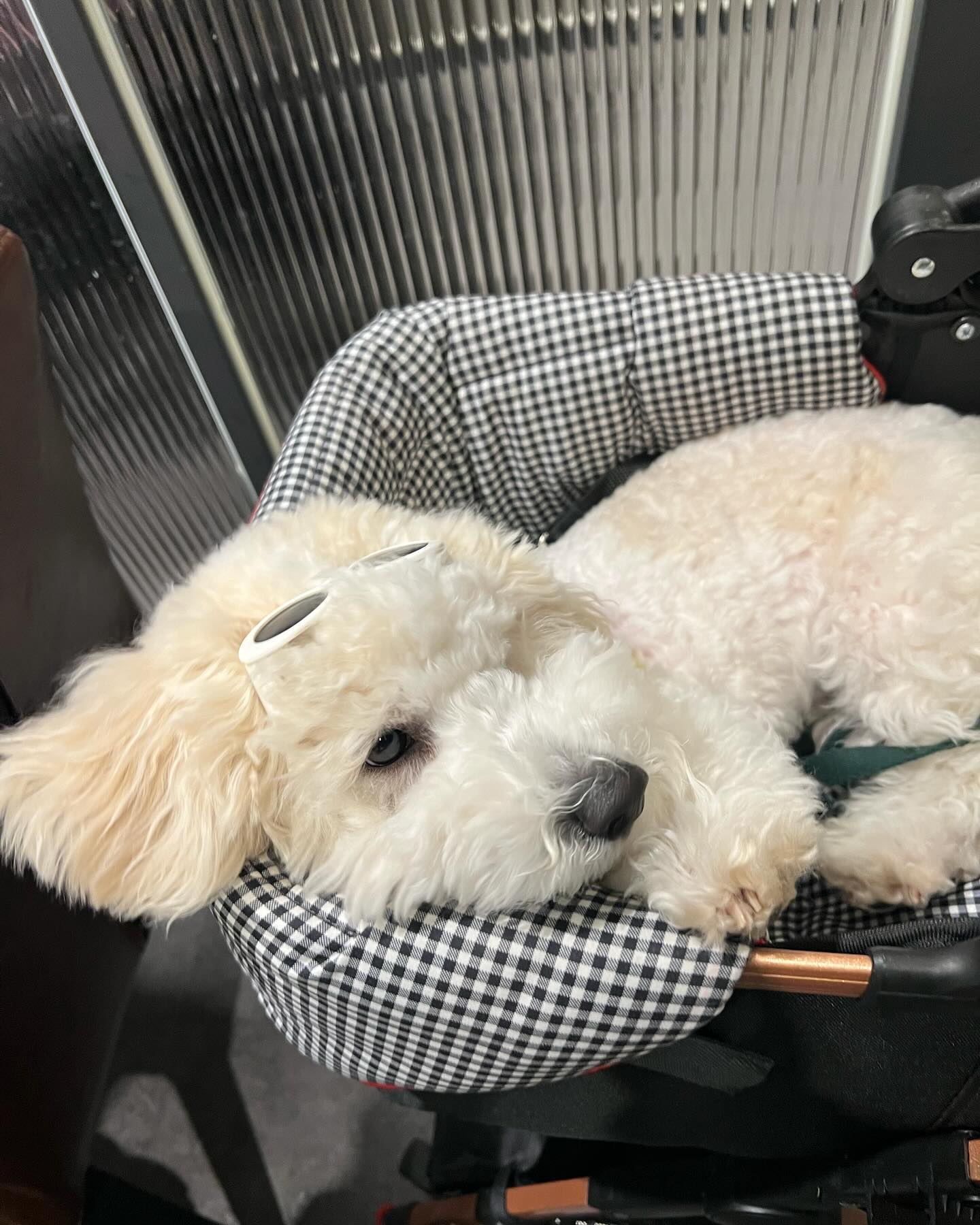 견생 8개월차 모든게 다 신기하고 입으로 물어보고 
던져 보고 난리인 율무씌,,,🫠 누나는 포기 
그래도 고기집 가서 조용히 누워있구 너무 착해 
우리 율무 👍🏻
신책 할때는 극극EE