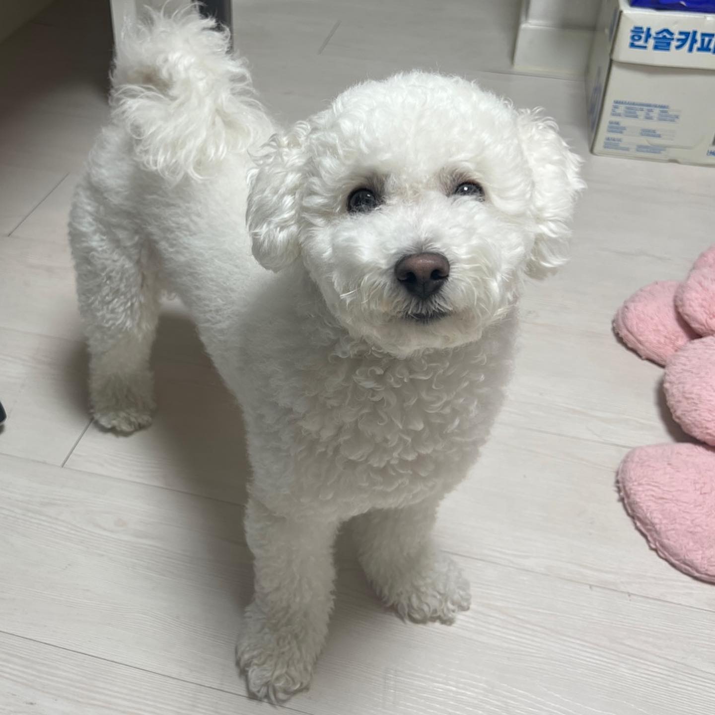 만지지도못하게하면서
왜자꾸 따라오래🤣🤣

#비숑프리제 #밥풀이그램🐾 #비숑밥풀이🍚 #내곰돌이 #bichon #bichonfrise #petstagram #dogstagram #개스타그램 #일상💕 #소통🙆 #선팔맞팔환영🙌 #극한견주 #밥풀이견주의삶 #우리집막냉이🐶