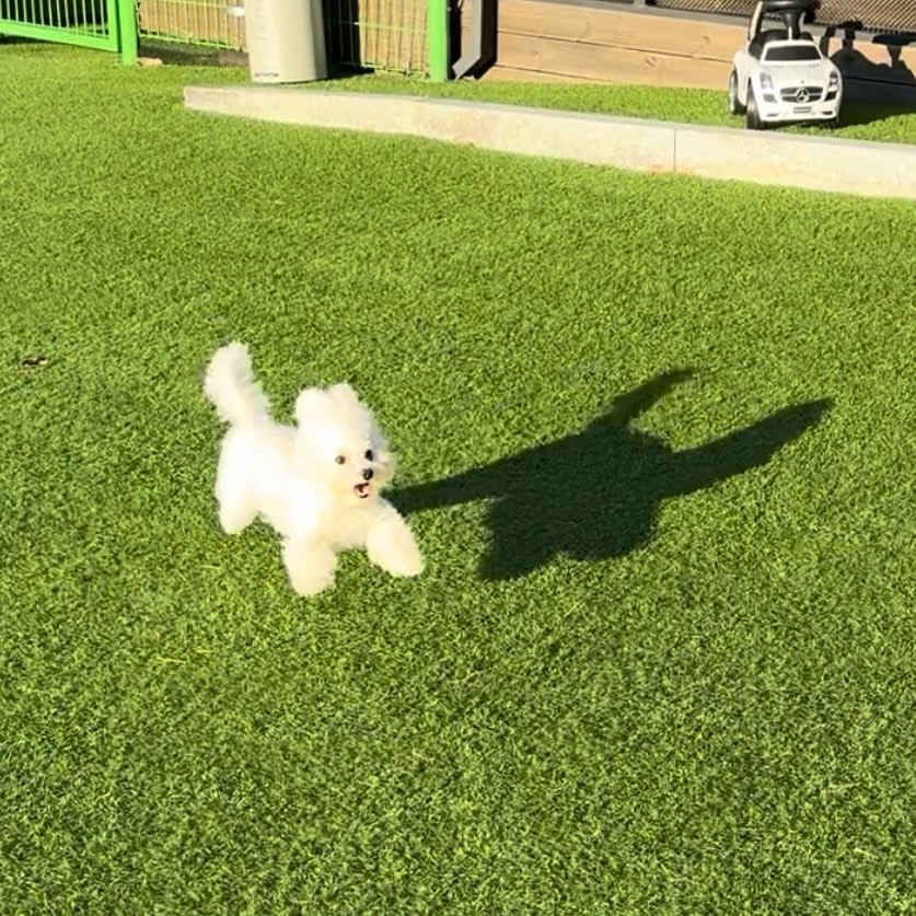 김푸딩 날다 🐰