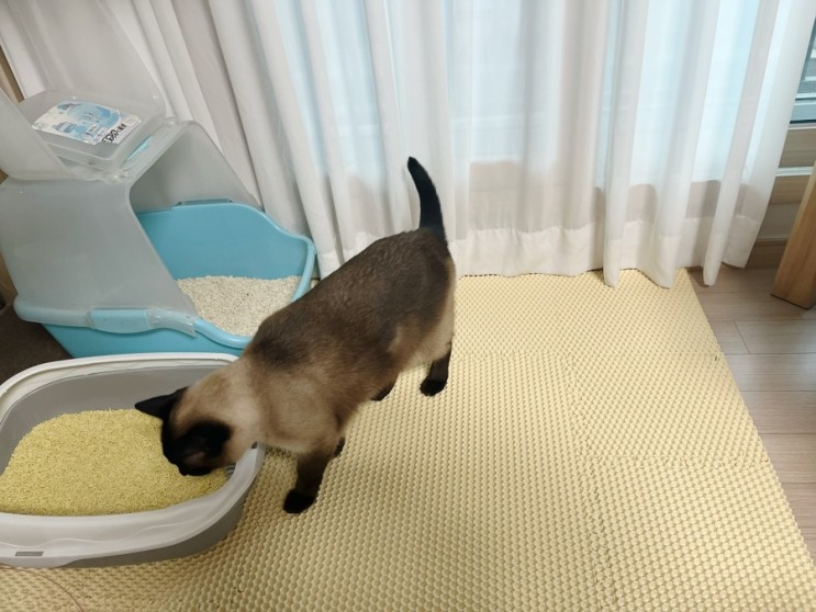 헨로포우 고양이 퍼즐형모래매트 이건 필수에요