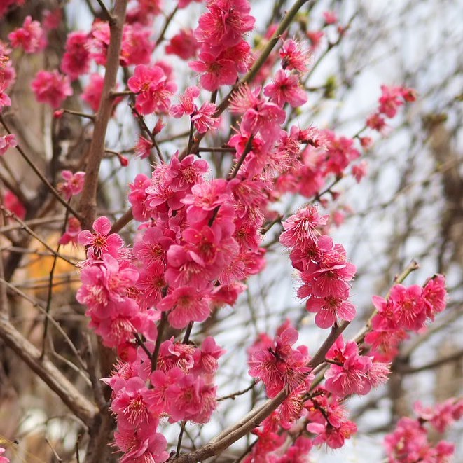⠀⠀⠀⠀⠀⠀⠀⠀⠀⠀⠀⠀⠀⠀⠀⠀
봄이 와쏭 🌸
 ⠀⠀⠀⠀⠀⠀⠀⠀⠀⠀⠀⠀⠀⠀⠀⠀
 ⠀⠀⠀⠀⠀⠀⠀⠀⠀⠀⠀⠀⠀⠀⠀⠀
#봄날