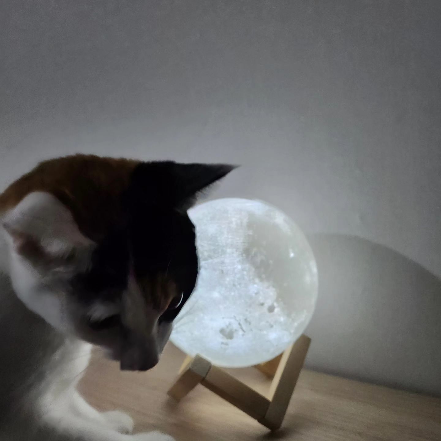 선물 받은 달 조명이랑🌕