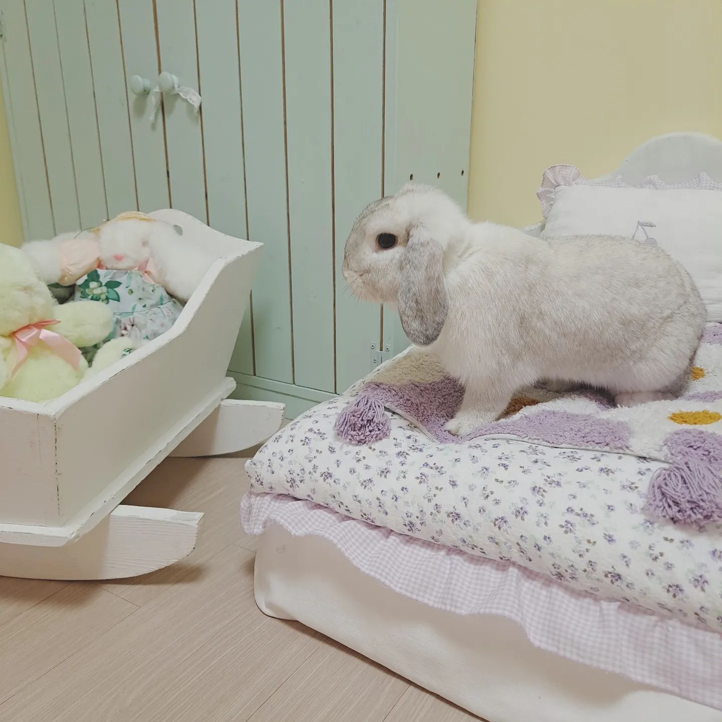 #이난향 #반려토끼 #홀랜드롭이어 #토끼