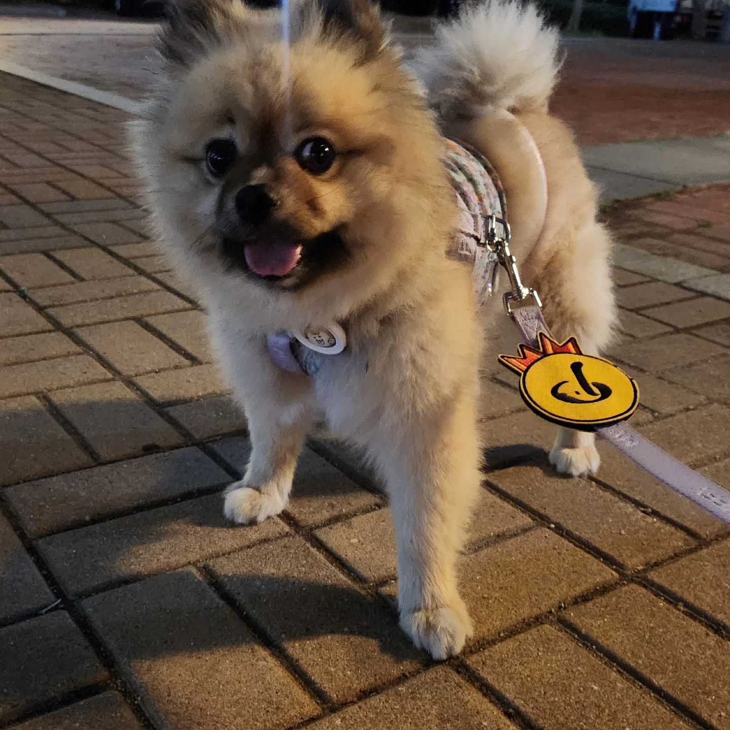 #협찬 #퍼핑펫밀리
나 정럭키 퍼핑 펫밀리 21기가 되따 🐶

웰컴 박스 선물도 보내줘서 언박싱 🎁
유산균이랑 산책 실리콘컵이랑
제로클리너랑 귀염뽀작 와펜까지 !

하나같이 다 유용하다규 ㅎㅎ
퍼핑 영양제 강아지 유산균 맨날 챙겨 먹고
요즘 산책 나가서 예쁜 응가하는 나야나 😎