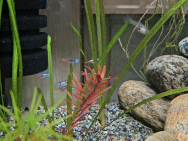 우리집 새로운 가족들을 환영해!! 
🐟🐠🦐
지난 여름 휴가에 과밀과 폭염 때문에 
몇년째 키워오던 
구피들이 모두 용궁을 갔고..
새우들만 살아 남아줬다.
이번 여행까지 끝나고 
어항에 새로운 가족들을 들이기로 했고,
어제 우리집에 와준
팬더코리,브릴란트 다이아몬드헤드 네온테트라,
미니앤들러 레드구피.
헉헉! 이름도 길고 너무 어렵다.
어항 청소하고, 
수초도 하나 하나 심고 정성들인 꼼꼼씨.
애들이 귀엽다며 너무 좋아한다.🥰🥰

#물멍 #팬더코리 
#브릴란트다이아몬드헤드네온테트라
#네온테트라 #미니앤들러레드구피 #레드구피 
#새로운식구 #우리집어항 #귀여워 #새우