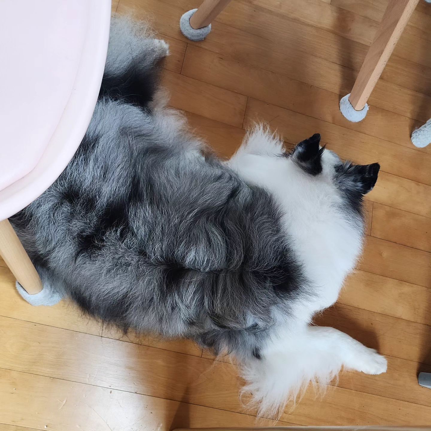 ❤️❤️❤️
.
커피.. 가지러 잠시.일어났다 돌아오니..
자리뺏김...
.
.........
.
지하철이야 뭐야.....
가방 놓고 갔어야 하는거야?
내집에서?
.
 
비켜.....
.
.
#셀티 #셔틀랜드쉽독 #블루멀 #입양하세요
#견주교육필수 #셀티는사랑이죠 #셀티바라기 
#반려견 #멍스타그램 #인스타독 #멍팔 
#꽃길만걷자 #개린이그램
.
EVERY DOG NEEDS TO BE EDUCATED. 
#sheltie #shetlandsheepdog #sheepdog  #dogstagram  #doglover  #dogmodel  #doglife
.
#슈프릴
#셀티에이프릴