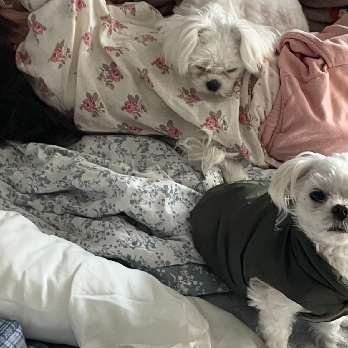 누나는 내가 지킨다 곁애서 안떠나는 멍멍이들 #말티즈 #아기와강아지 #남매 #다둥이