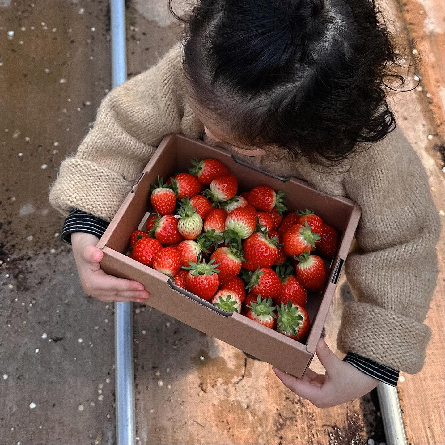 .

가성비 굿 딸기농장 한바가지따서 15000 🍓🍓
서후서연이 첫 딸기따기인데 너모 좋아해서 엄청 뿌듯했지요!

요새 4살 고집 보통아이오,, 딸기박스 무 조 건 자기가 들어야된다함
엎었으면 엄마 극대노 했을건데 다행 🫠

#주말
#주말일상

dowellnong