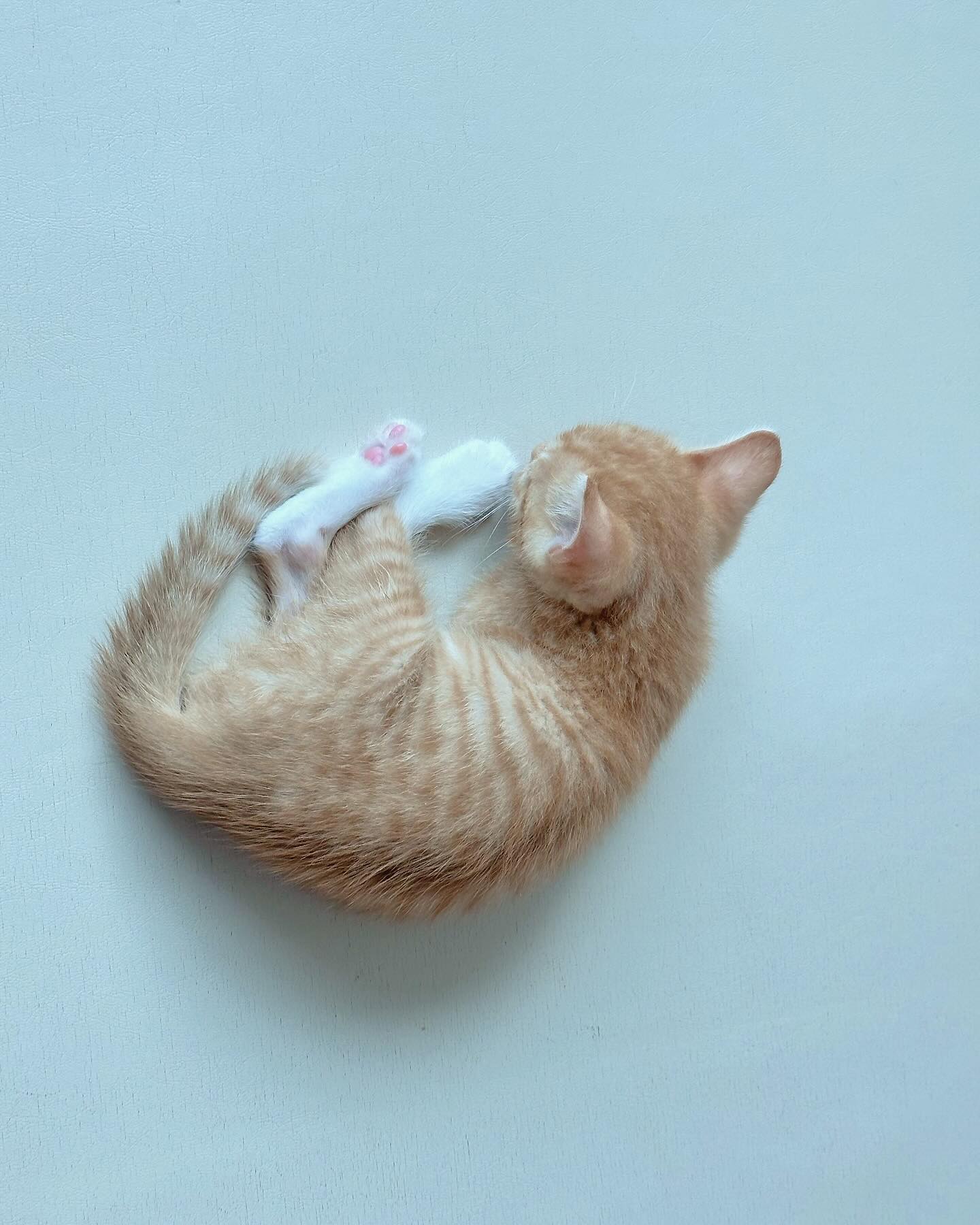 우리 집 새 식구 , 잘 지내보자 여름 ♥