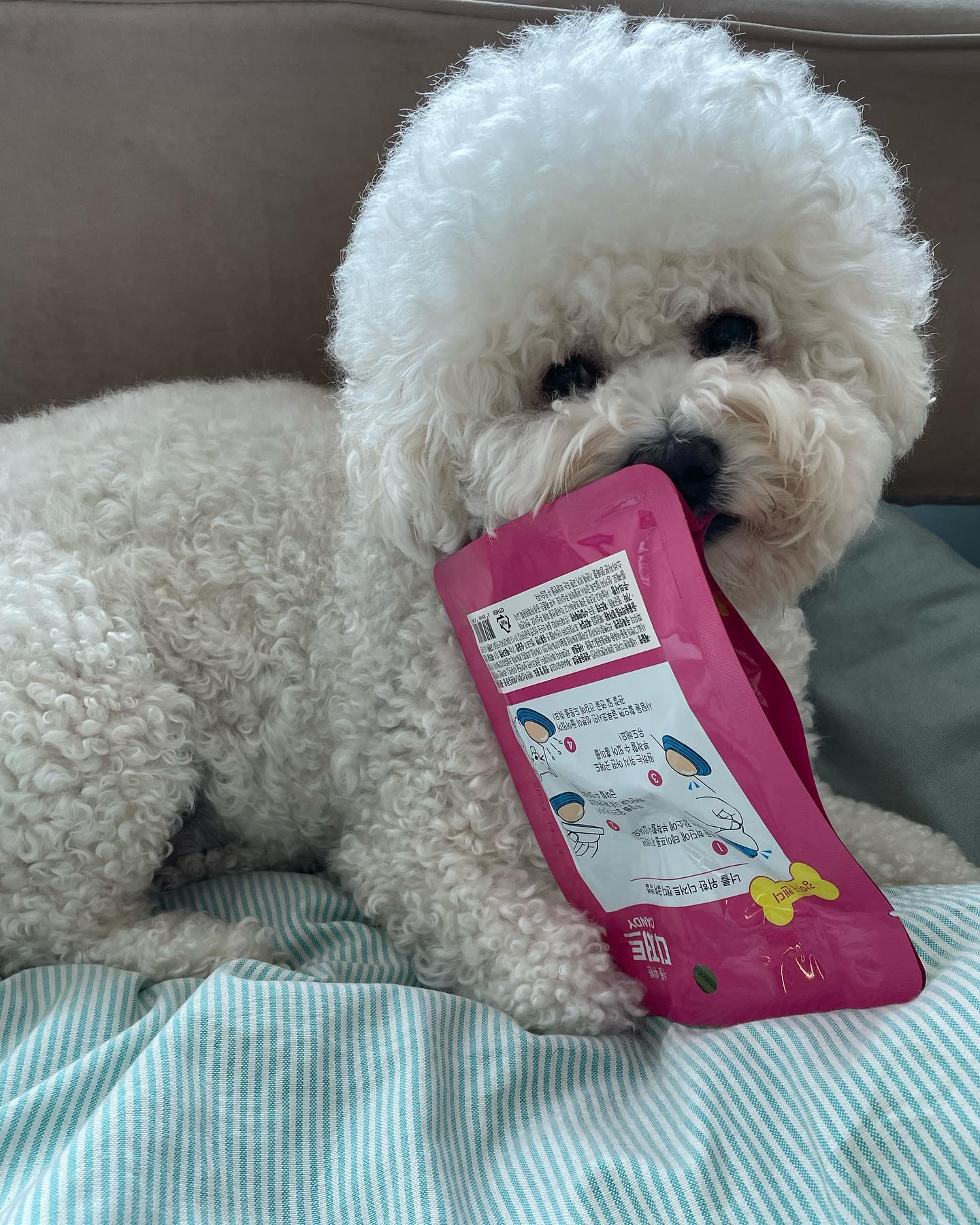 요새 친구들이 강아지 사탕 많이 먹길래 사줬더니 어떻게 알고 호다닥 가져가더니 한 발자국도 못 오게 하는 고약한 말랑이 (⌯꒪͒ .̼ ꒪͒)