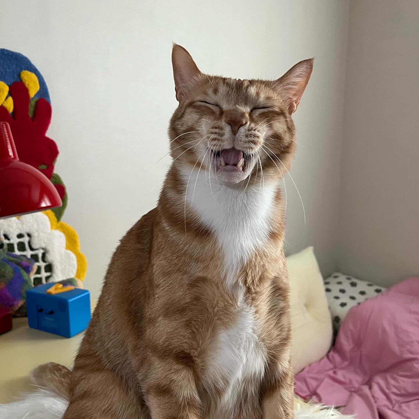 하품