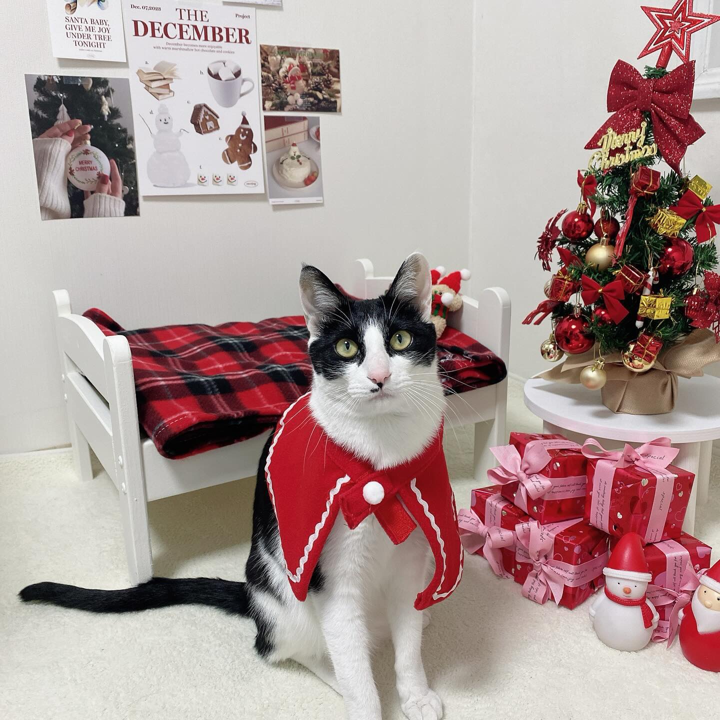 다들 행복한 크리스마스 보내라냥!
나는 산타 할부지가 주신 선물 풀어볼꺼다냥🎁