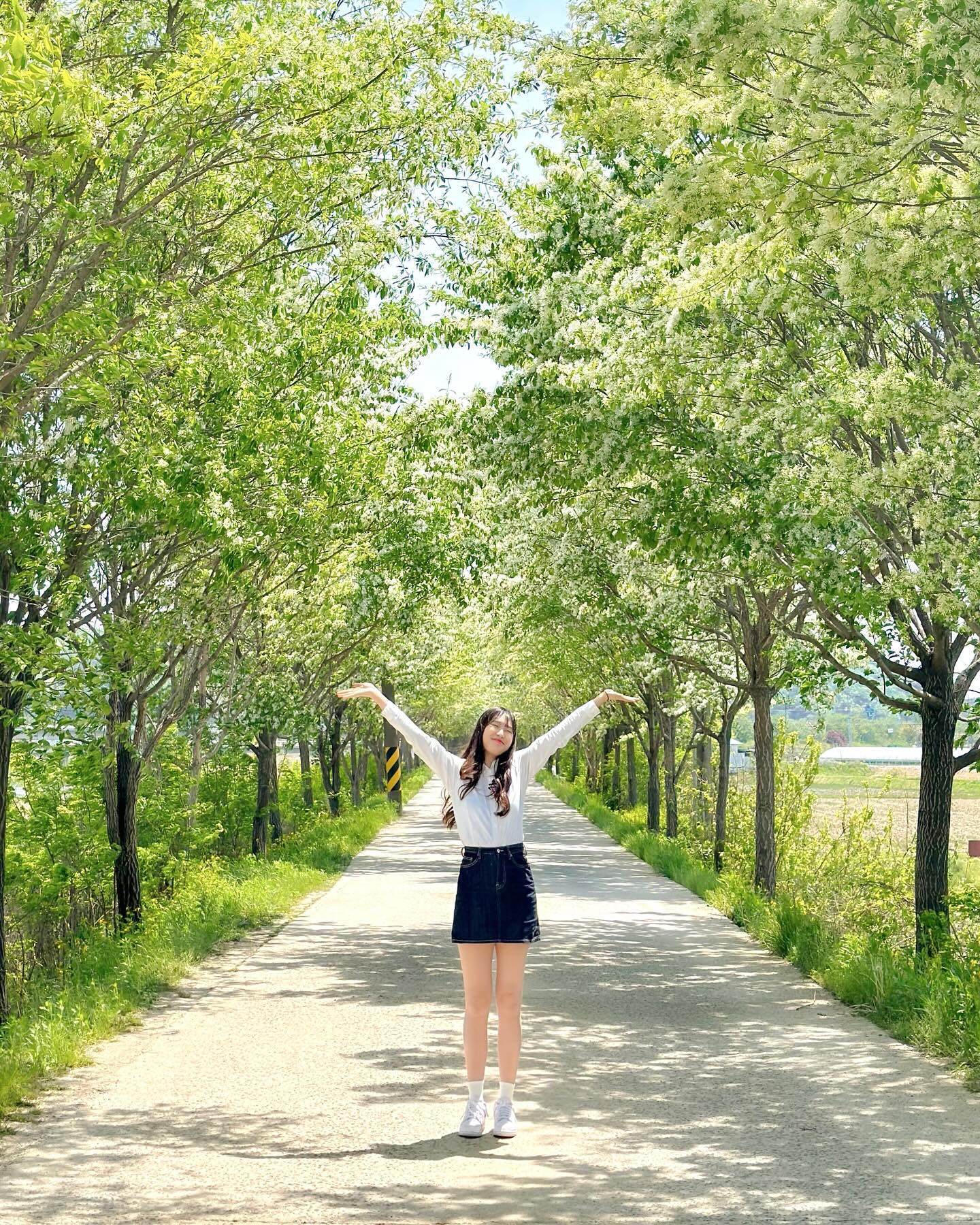 이번주에 가야하는 사람 없는 이팝나무 명소💚🤍
이팝나무의 꽃말은 “영원한 사랑“ 이라는 사실 알고 계셨나요?!

새하얀 눈꽃으로 가득한 5월의 크리스마스 같은, 
이번주에 가장 예쁠것으로 예상되는 곳입니다✨🫧

작년기준 주말에 갔는데도 불구하고 사람이 없이 한적했고, 
만개한 이팝나무가 양옆으로 가득피어있어요 !!
게다가 이팝나무 길이 꽤 길어서 어느방향을 봐도 예뻤어요🫶🏻

이번주에는 봄날의 눈같은 이팝나무 보러가보는건 어떨까요?! 

📸 : 2023.04.30

📍 교은교쪽 (무심천 이팝나무로 잘 알려진 스팟이라고 해요)
🏷 충북 청주시 상당구 남일면 고은리
🚘 주차는 갓길주차 가능 (따로 주차장X)
▫️ 청주 남일면 신송교~고은교 약 3km
▫️ 차와 자전거가 다니는 도로라는점 참고해주세요! ( 생각보다 차가 많이 다니니 조심!!)

🔖 더 많은 여행정보와 각종 꿀팁은 _y.jieun_ 팔로우👆🏻✨