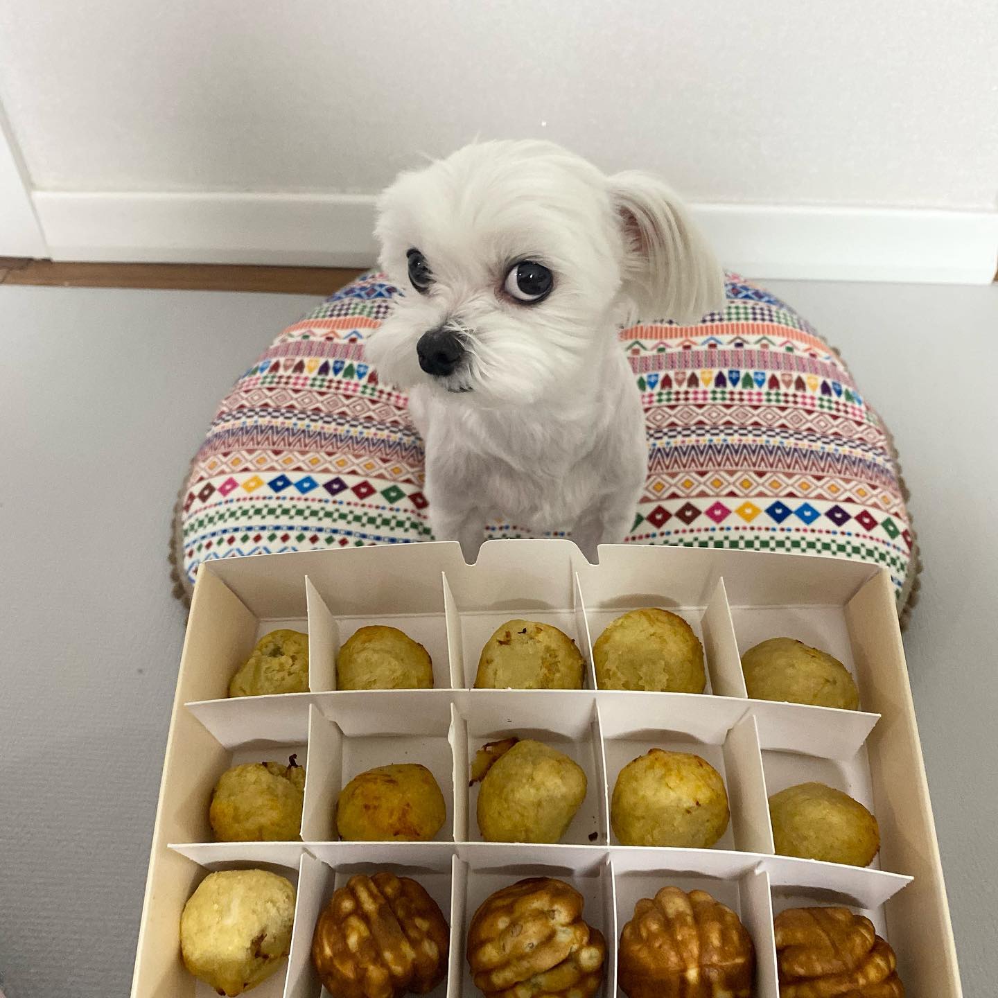 이제 나 일곱쨜!?💛ㅎㅎㅎ
오늘은 내 생일이었오!!!!!🥳🎂!!!!! 

케이크는 없지만 엄마랑 누나가 생일선물로 고구마볼(고구마+두부+닭가슴살) 만들어줬오!!!🤤 내 최애 고구마 닭가슴살로♥️
너무 오래걸려서 한참 기다려서 지금 수면 부족상태야(?)😗 

엄마가 호두과자 상자에 내 고구마볼을 같이 담아줬어 감쪽같지?😎 ㅎㅎㅎ 
사진찍는데 또 보여주니까 배고파지자나!!!!!!!! 하나 더 얻어먹어야지…😉💛 

우리 23년 새해에도 건강하구 행복하쟈 친구들🫶