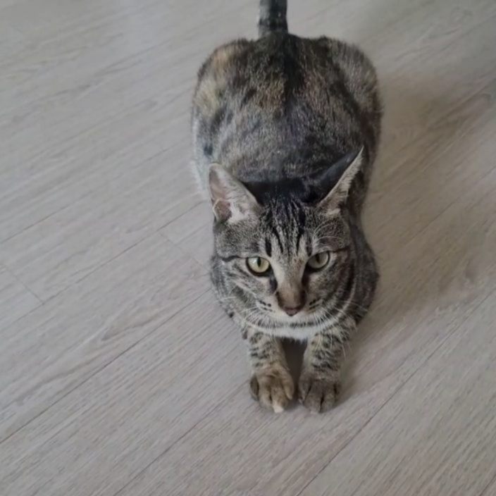 다시 여는 인스타

안녕하세요 테나입니다.
왠 냥이가..나와서 놀라셨쬬 ㅎㅎ
즈희집 냥이 덕희입니다.

전에 보관해둔 덕희의 피드를 다시 열었습니다.

개이버의 횡포..(?)에 닫아놓았던 피드들이에요.
(30일에서90일변경 꼬라지 보셨져?)

인플루언서가되려면 한길만 파라는 개갓튼 고집에..
제 일상도 우리덕희도 묻혀있었습니다.

암튼 저는 인플을 때려치고 자유의 몸으로
돌아가는걸 택했습니다.

이제 제가 하고싶은것들 모두 할거에요 🥲

그동안 하기도 싫은 걸 억지로 했던 제가 지금은
마음이 이렇게 행복할 수 없습니다.

이제 덕희,맛집,여행,뷰티 뭐든
제가 내킬때 하고싶을때만하면서
스트레스받지않을거에요

인플고시따위 젓같아서 접습니다 😆

코덕분들 절 떠나셔도좋습니다.
그동안 감사했습니닷🩷🩷

아..우리덕희 '엎드려'할 줄알아요 ㅋㅋ 귀엽죠? 😍

#네이버인플때려침#개이버#인플고시#잃어버린나의2년#드러워서안한다#코숏#내고양이#덕희#사랑해#엄마는자유다