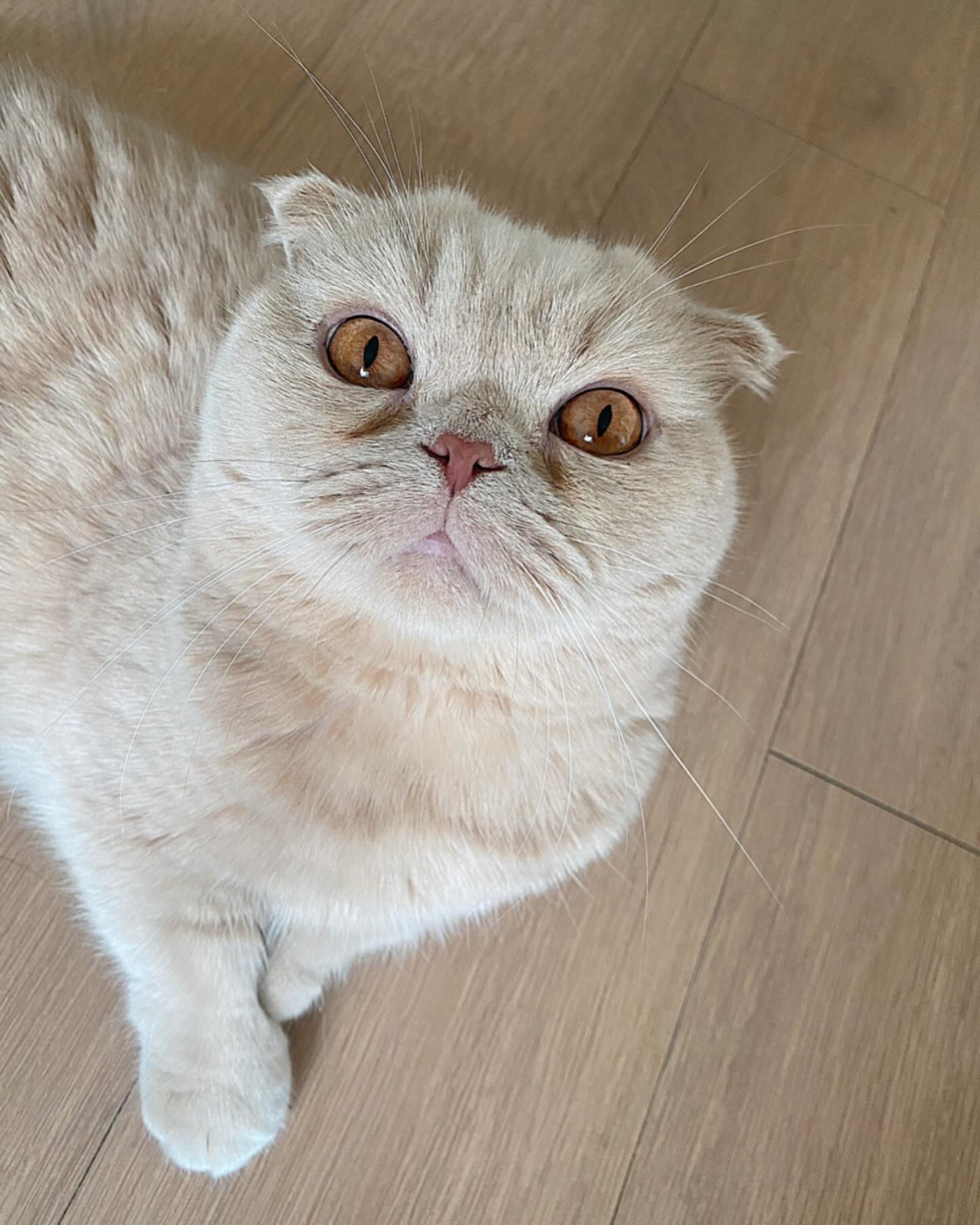 마지막 피드가 한달전이었더군요🧐
그래서 남겨보는 우리집 근황

여전히 그나마 움직이는건 망고뿐.
망태, 망찌, 망뭉은 온종일 누워있거나?
앉아있거나? 기대있거나?
최소한으로 움직임으로 몸매 유지하고 있답니다🤗

집사 근황은..
안궁금해도 들어보세요?
스토리 보셨다면 이미 눈치채셨겠지만,
행복했던 한량 생활을 접고
다시 세대주로서 책임을 다하고 있답니다🥲
사료값 벌어야지^_^,,

여하튼 순식간에 지나가는 중이신 가을🍂🍁
아쉬움 없이 만끽하시고 감기 조심하세요!!
아프면 안돼🤎 건강만 해🤎