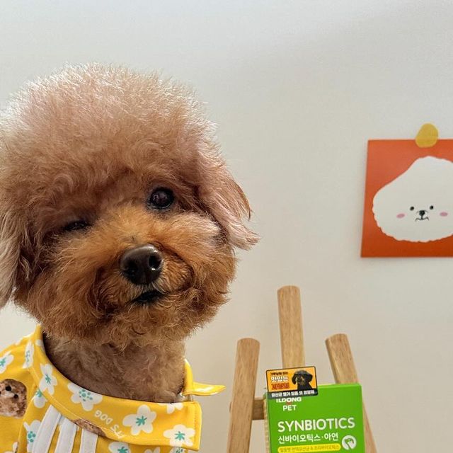 강아지모델 푸들 양뿌꾸 ღ 멍팔 ღ on Instagram: "#업체로부터제공받은제품입니다 🤍일동펫 강아지유산균🤍 최근에 뭘 또 잘못 먹었는지 또 장염에 걸려서 설사에.. 구토에... 언니 걱정을