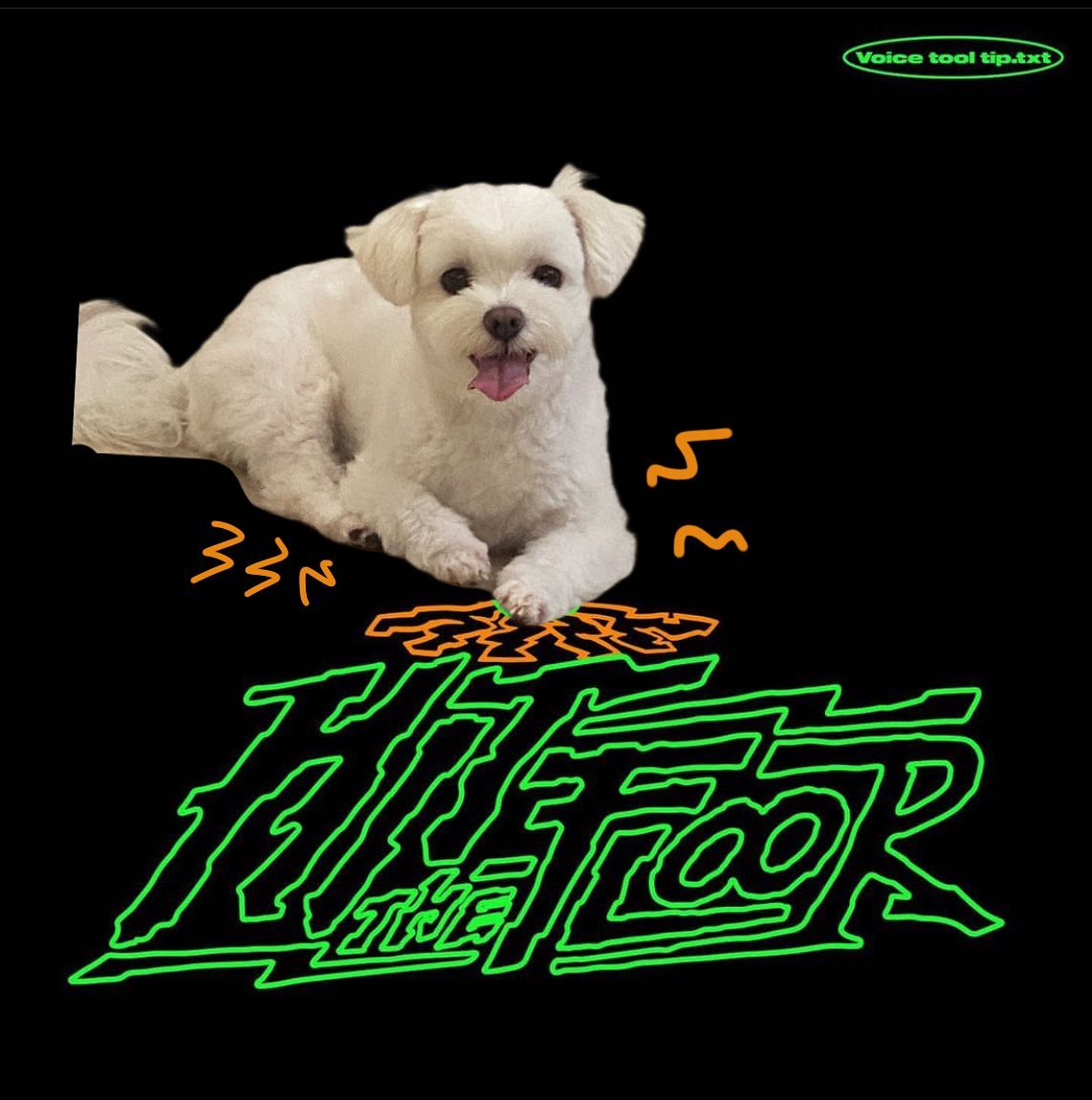 Hit the floor 
땅을 무자비 폭행

#허성현#hitthefloor#huh#강아지
yesmynamerosy