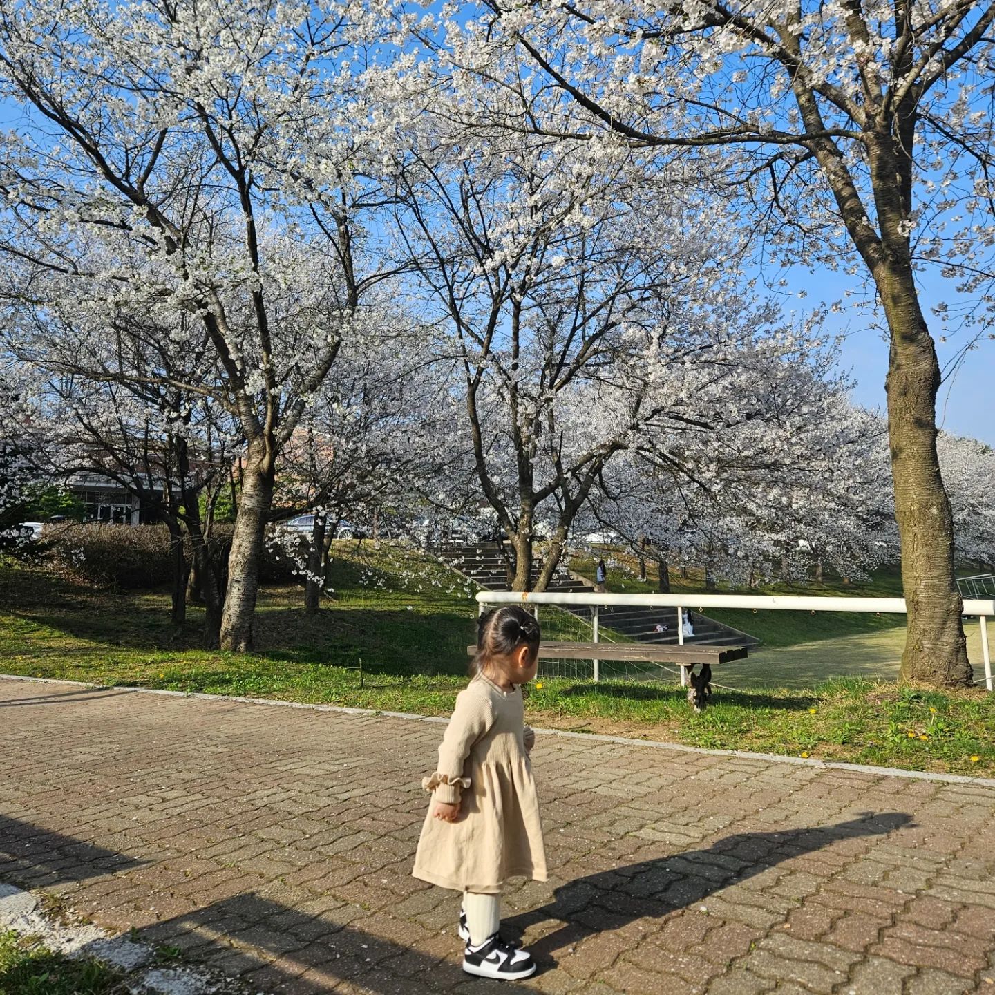 👶🏻24.04.07👶🏻
오늘은 친구들이랑 상록리조트에 다녀와써요🌸
친구들이랑 간식도 나눠먹고 꽃구경도 하고 우나삼촌이 비눗방울도 불어줬답니댜🫧💕

날씨도 따뜻하고 가는곳마다 꽃이 가득한 요즘
다니랑 여기저기 많이 놀ㄹㅓ다녀야지🥹🥹

✔️461days