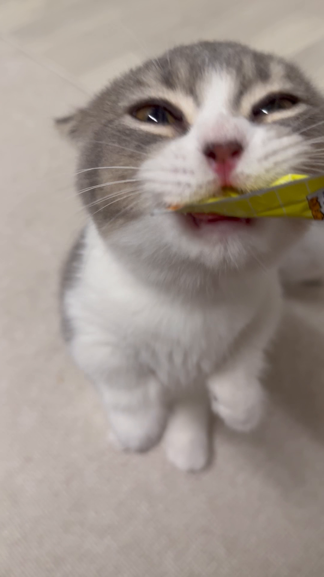 콘텐츠