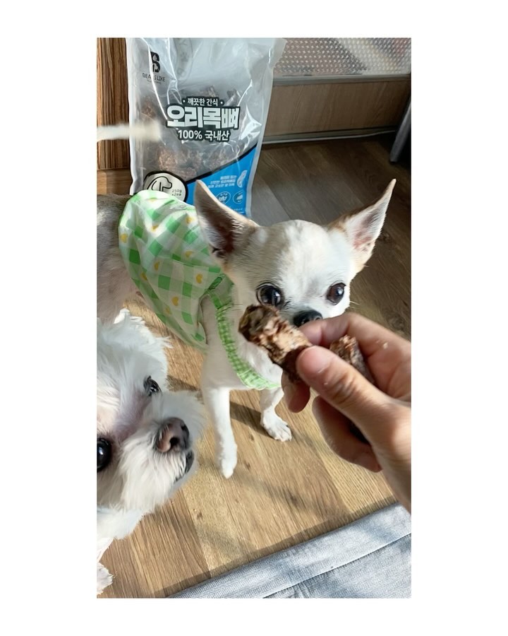 #협찬
믿고 먹일수있는 빈즈라이크 강아지 수제간식 오리목뼈를 준비해봤는데요🥺와 집에서 만든 간식보다 맛있게 먹는 모습을 보니깐 밥 안먹어도 배부른듯한 느낌이 드는건 왜죠?🤭

참고로 오리목뼈는 다양한 영양성분이 풍부하게 함유되어있어 건강하고 맛있게 즐길수있으며 스트레스 해소 및 비만예방에 도움을 준답니다.🐶

☑️깨끗한 간식 오리목뼈 500g (국내산 냉장오리를 사용하여 안심하고 섭취 가능하며 오리목뼈 사이 살코기기 붙어있어 기호성 최고)
☑️구매처 : 네이버 스마트 스토어, 쿠팡, 이마트

#댕댕이 #멍스타그램 #강아지간식 #강아지간식추천 #건조간식 #애견간식 #애견간식추천 #반려견간식 #반려견간식추천 #국내제조 #오리목뼈 #휴먼그레이드 #첨가물free #빈즈라이크 #다온피앤에프 #팻푸드 #깨끗한간식 #대형견간식 #강아지오래먹는간식 #개간식