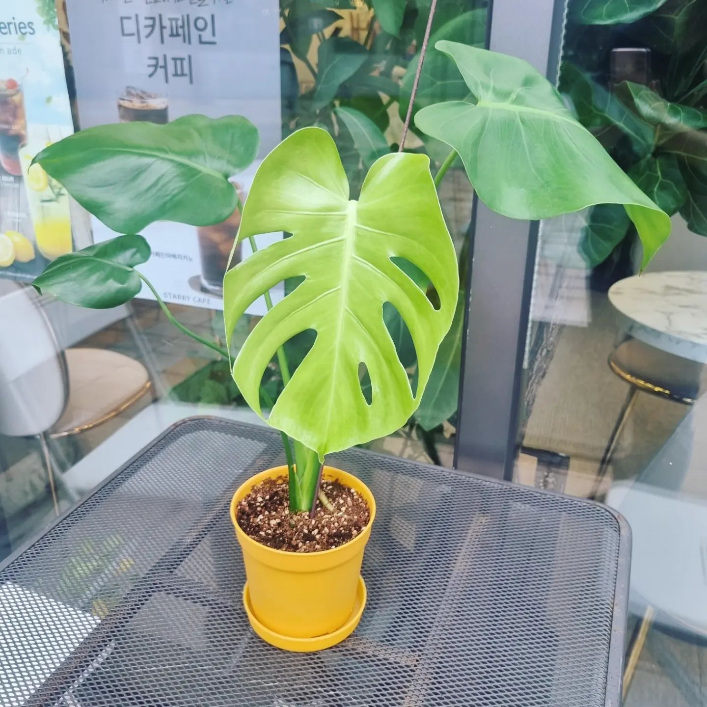 #몬스테라첫찢잎 🪴💚

올해초 얻어온 몬스테라 잎두개를 수경으로 키우다가 
찢잎의 유혹을 떨치지 못해 화분으로 옮겨 약 9개월을 키웠네요. 
드디어 만나는 첫 찢어진 잎을 보내요~~ 🍀

역시 햇빛일조량이 중요하고 흙에서  키워야하네요. 통풍 잘 되게 해주는것도 중요하고요. 

뿌듯 합니다~ 🤗💚🪴

#몬스테라 #몬스테라키우기 
#몬스테라찢잎