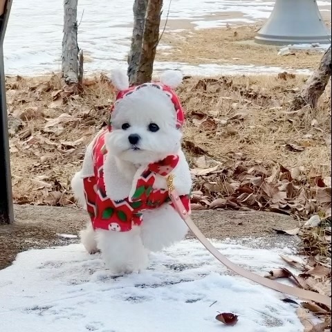 산타 곰 추워서 파업 선언..🥶
유모차 태워주지 않으면 안 움직인대요🧣
늦잠잔 강아지는 발바닥 찍기 1빠는 실패하고 2빠로 성공했어요ㅋ
울동네 비둘긴지 까치인지 참 부지런한듯🤔
그럼 다들 메리크리스마스이브🎄❤️