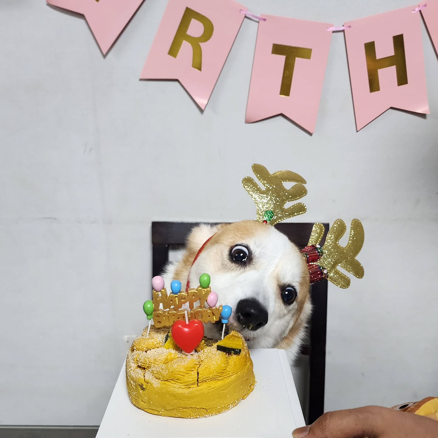 벌써 내 새끼 6살 생일 
내 보물 우리 버거 생일 축하해 🎂 
언제나 함께하자 울애기 ❤️ 

온가족이 생일 축하노래 불러주는
사랑받는 우리 🍔