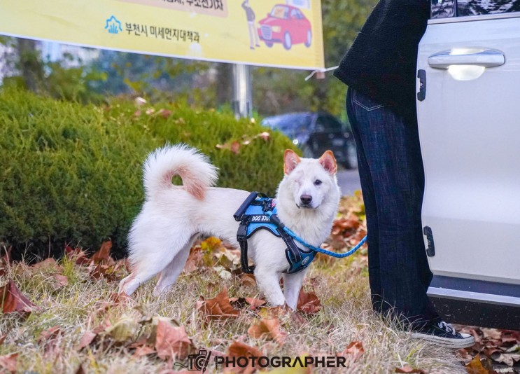 강아지 앞섬방지 중대형견하네스 밀로아 사용후기