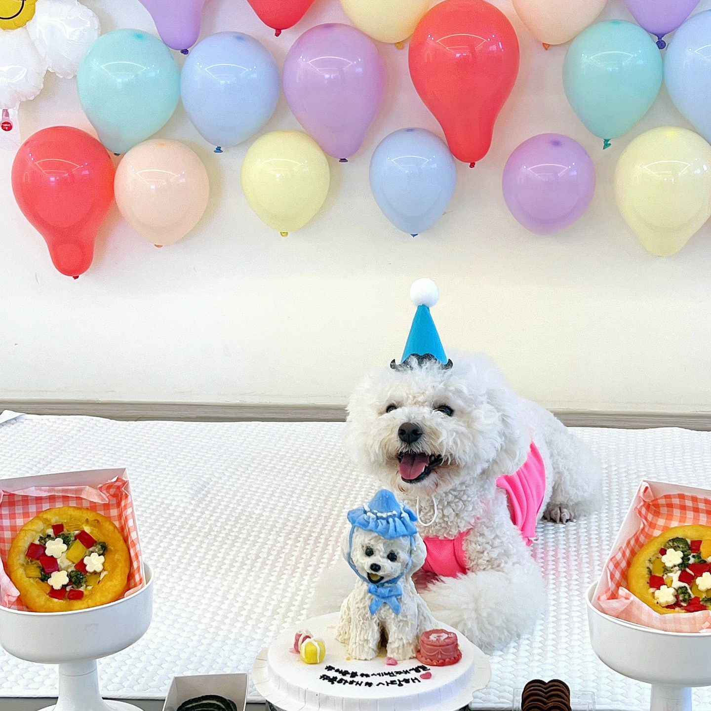 춘봉이의 세번째 생일파티🎉🎁✨️

생일은 7월6일이지만
엄마가 생파 안해줘서
올해도 유쳔에서 생파해따🎀💙

케이꾸는 엄마가 가져가다가
목이 뿌러지는 바람에
급하게 야매수술 하고 유쳔으로,,😂

친구들이랑 넉넉히 먹을 수 있는
간식까지 싸들고 등원해찌롱🎈

친구들이 생일추카도 해주고
너무너무 행복한 하루여떠🐶💕

드디어 주말❤️❤️❤️❤️
모두모두 즐거운 주말 보내고
날씨 눈치보면서 산책 뿌셔보자🔥
.
.
.
.
#이춘봉 #세살 #생일축하해 #오래오래건강하자