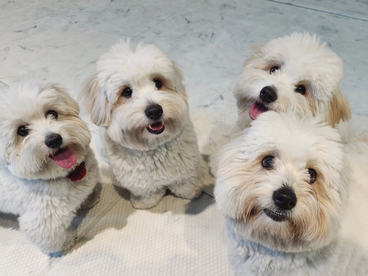 칠리 웃겨주느라 힘 다썼당...
너희 왜케 귀엽구 난리야?! 🙈 
쟐자구 내일봐 ❤️ 

#강아지 #dog #견스타그램 #펫스타그램 #인스타독 #댕댕이 #멍멍이 #daily #doglife #dogstagrame #puppy #멍팔 #댕팔 #소통 #반려견유치원 #멍팔환영 #레오랜드유치원 #사지말고입양하세요 #좋아요 #좋아요반사 #좋아요반사댓글 #포메 #비숑 #푸들 #꼬똥 #견주소통 #맞팔#petstagram
