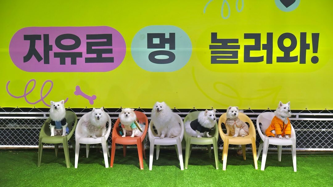 스피츠 데이에 우리가 빠질 수 없지🎶