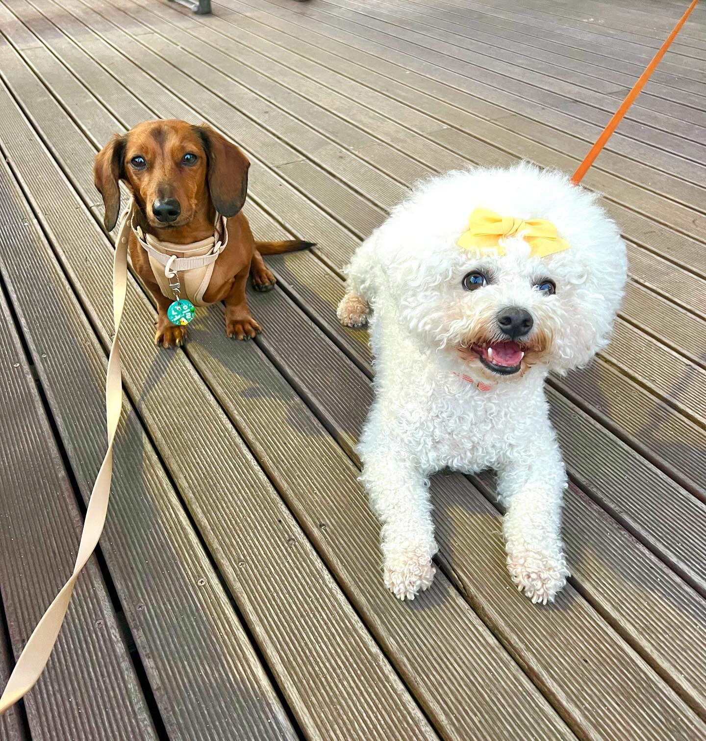 날씌 넘무 조타✌️😎
.
.
#답방천천히다갈게요♥️ 
#닥스훈트그램🐕 
#숏다리강아지🐕 
#닥스훈트노을이 
#매력있는상남자🤴 
#닥스훈트단모🐶 
#똥꼬발랄견.
