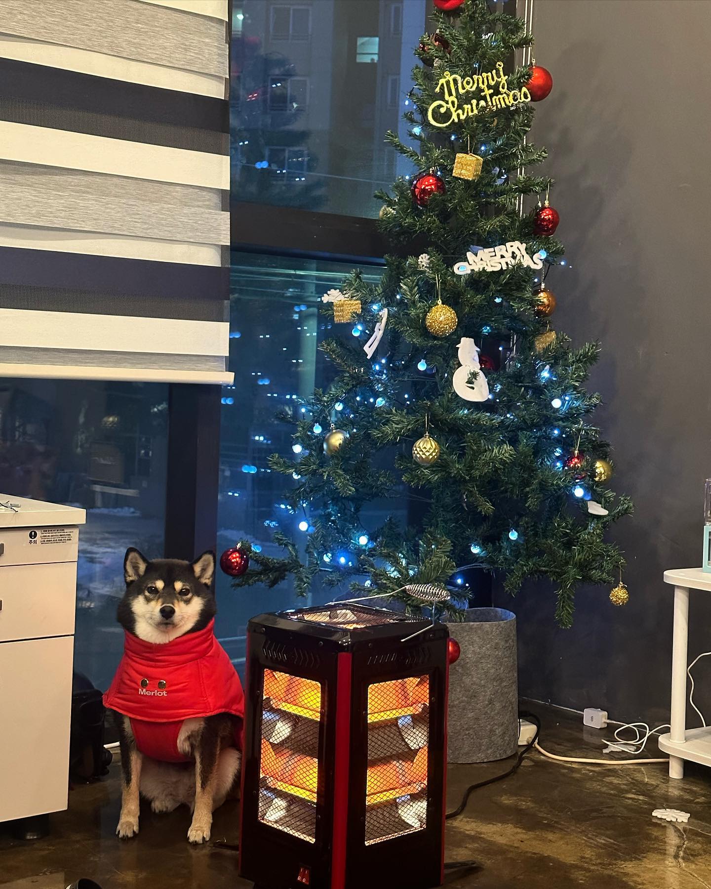 크리스마스 따뜻하게 보내세요~🐶