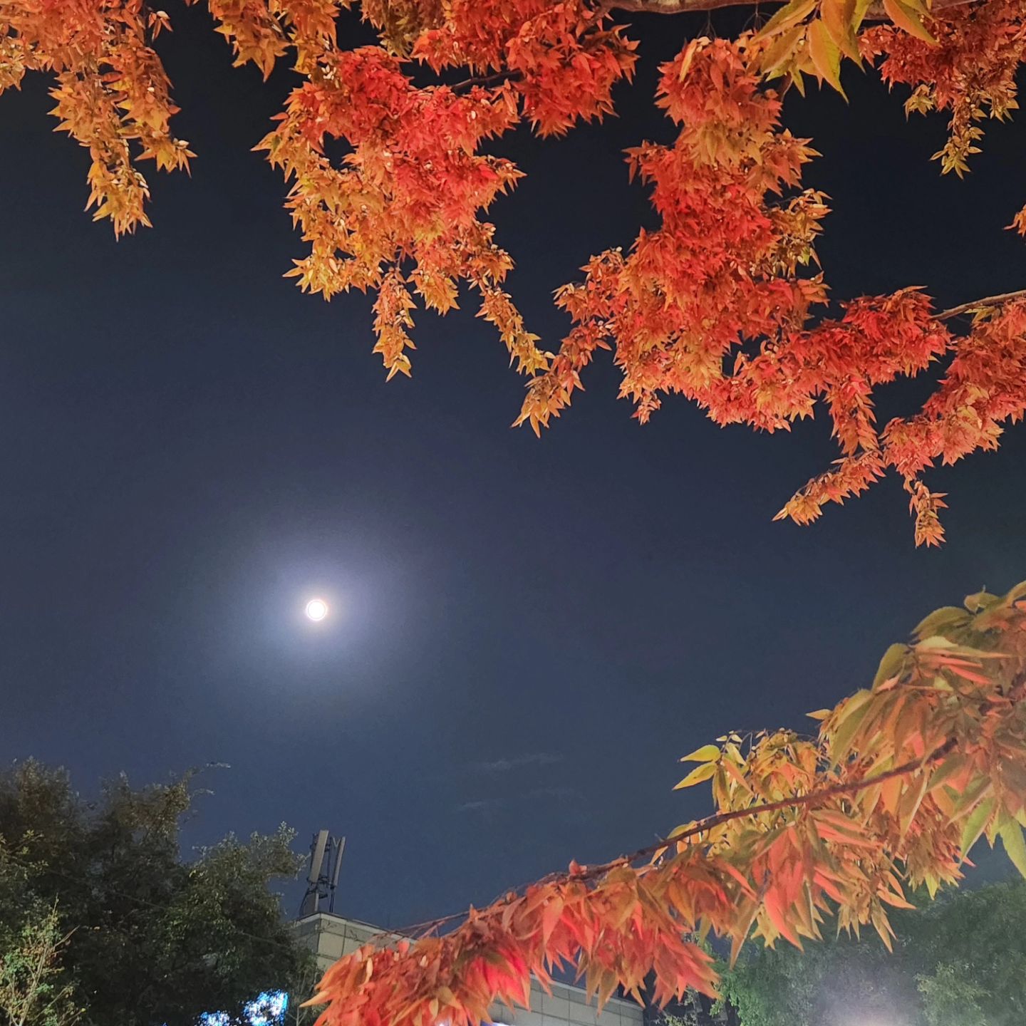 깊어가는 밤하늘에 달빛이 흐르고,
바람에 흔들리는 잎은 붉게 타오른다.
사라지는 계절 속에도 남는 건,
우리 마음속 작은 온기 하나.

#가을밤 #달빛 #단풍 #가을감성 #추억여행 #감성글