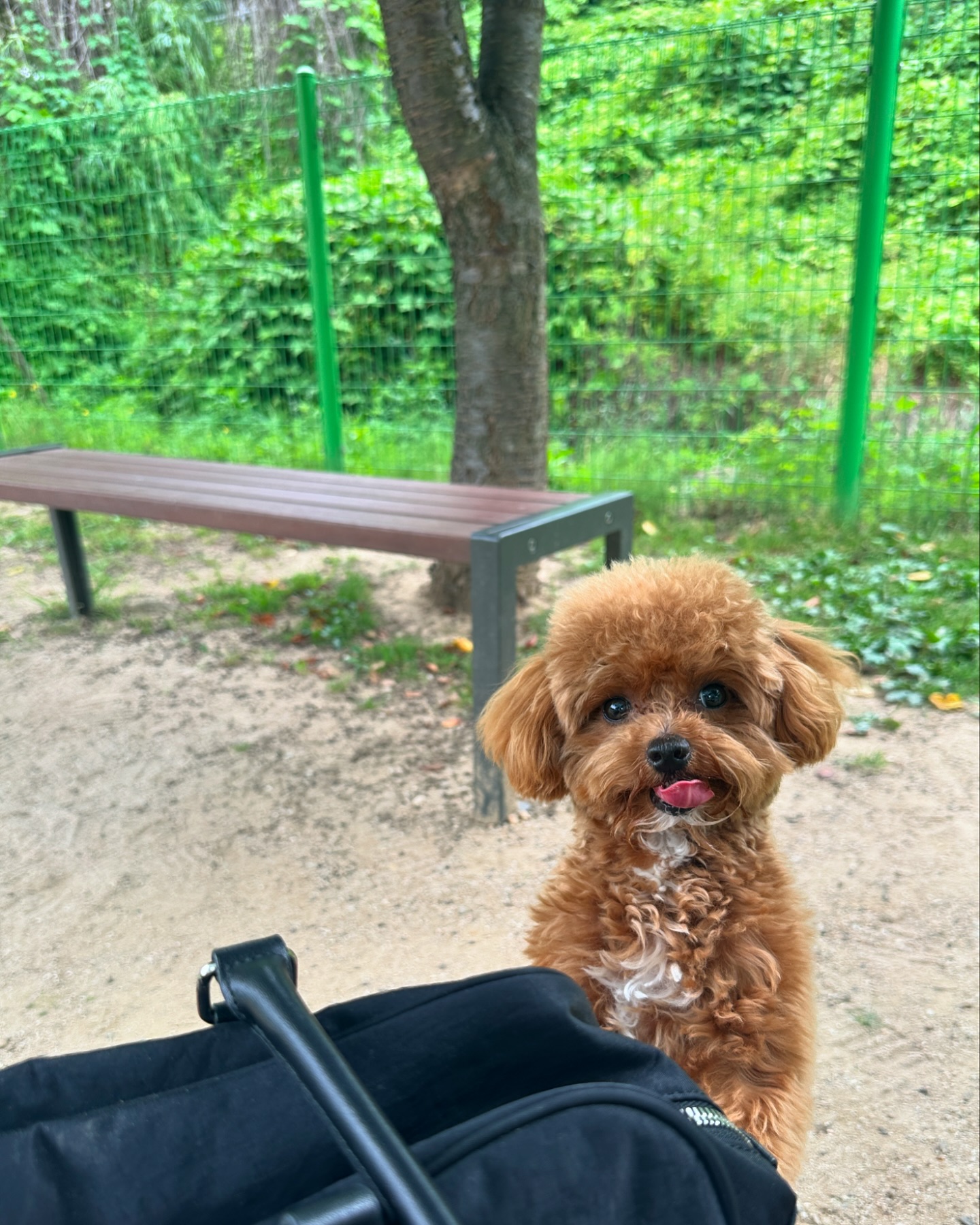 애견 공원 갔다가 멍빨하고 뻗은 애 ^_^// 
#말티푸 #멍스타그램 #말티푸그램