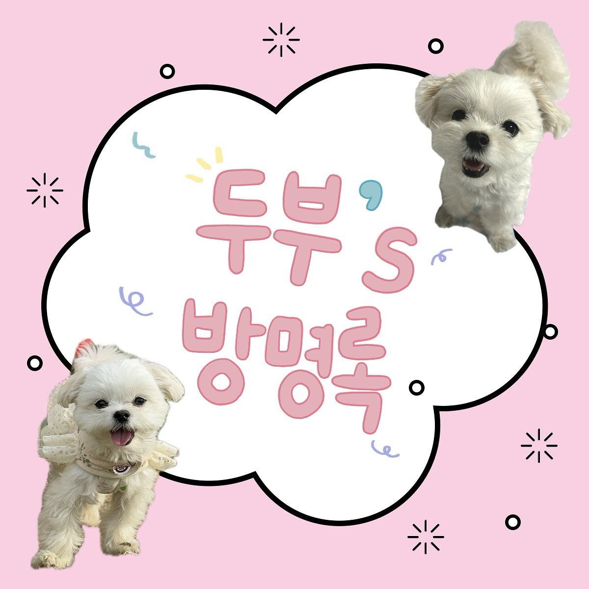 소듕한 칭구들 놓치기 싫어서 만든 두부방멍록 🐶🤍
팔로우 하구 발도쟝 꾹🐾🤍 남겨주면 두부가 후다닥 달려가께 🫶🏻