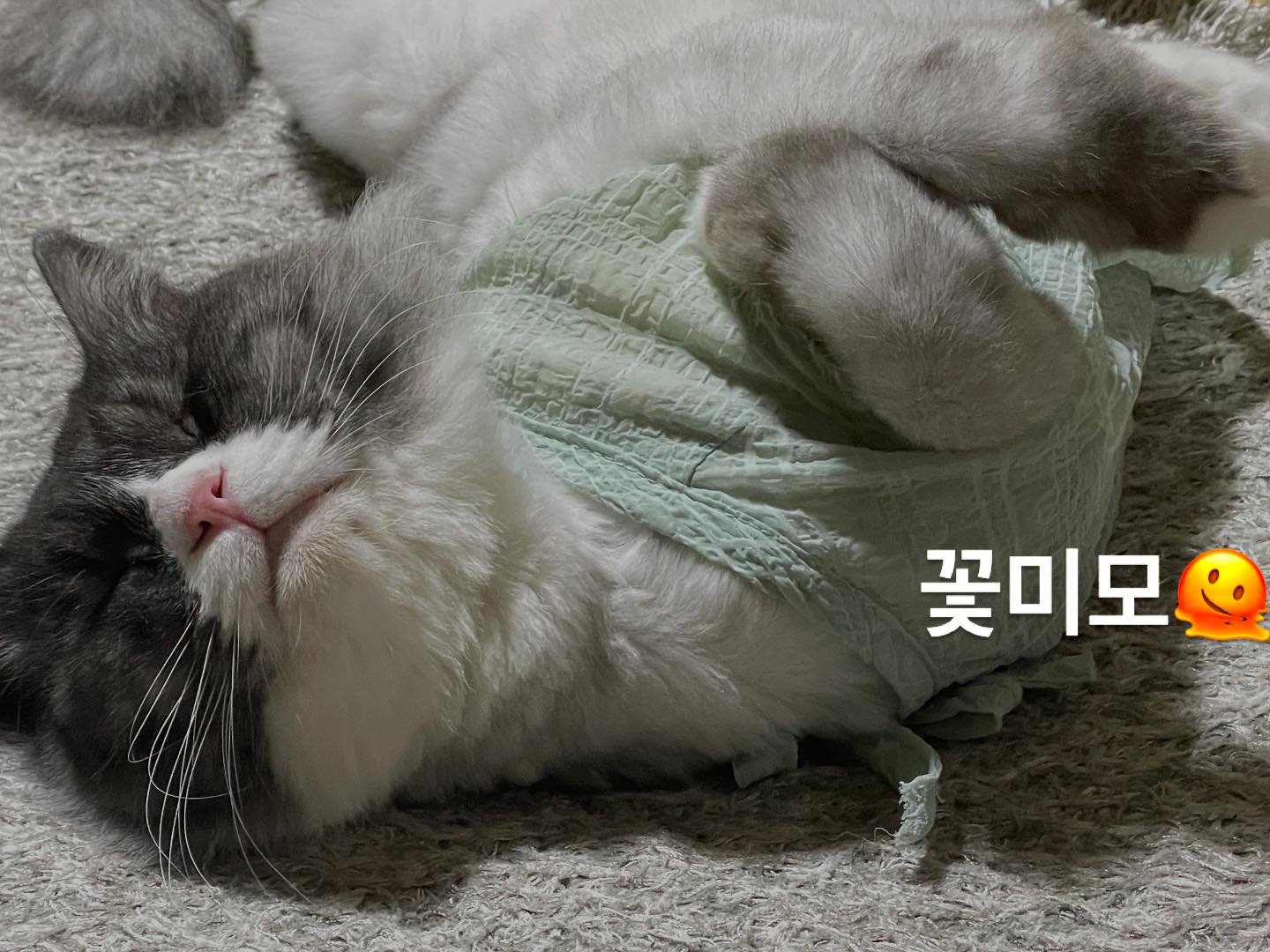 콘텐츠