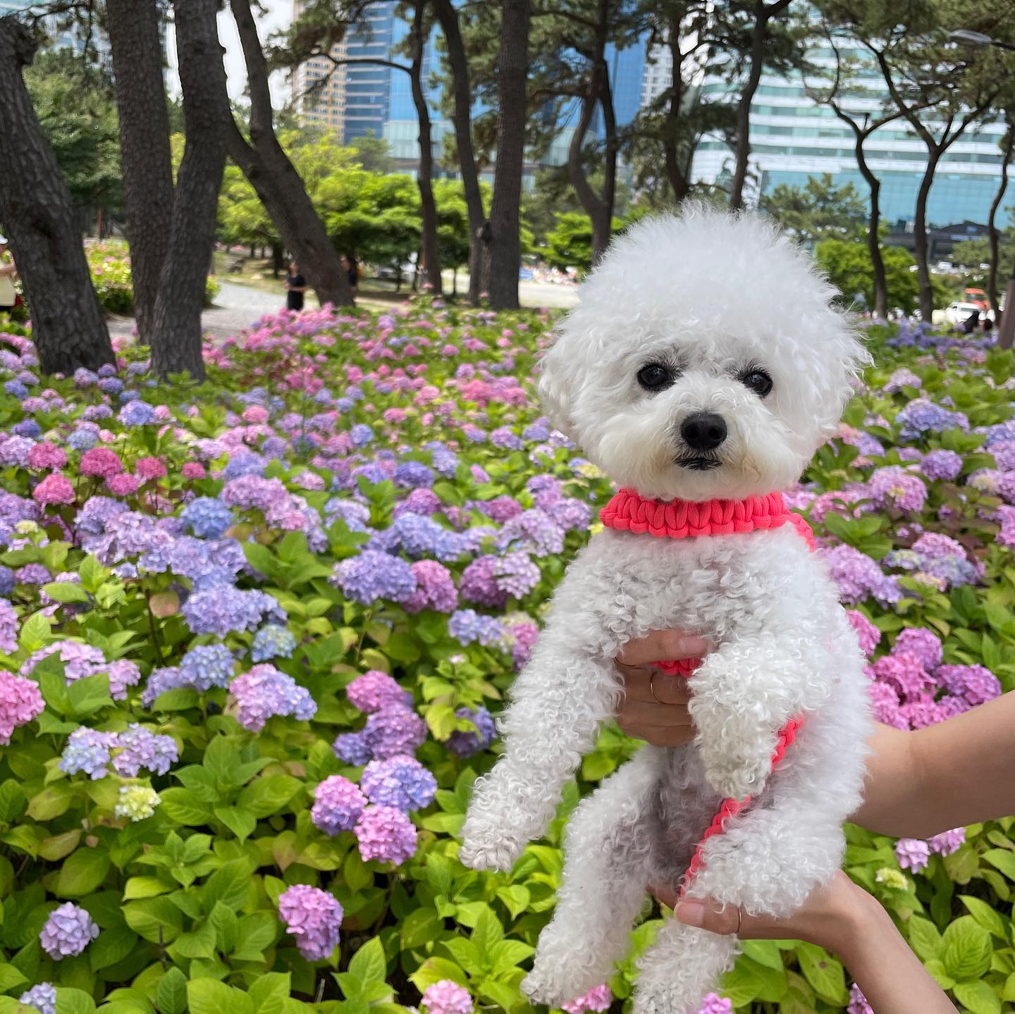 난 이제 지쳤어요 땡벌...🐝
애미야 수국 보러 왔담소
사진은 언제까지 찍는고냐...
날이 듭다...!