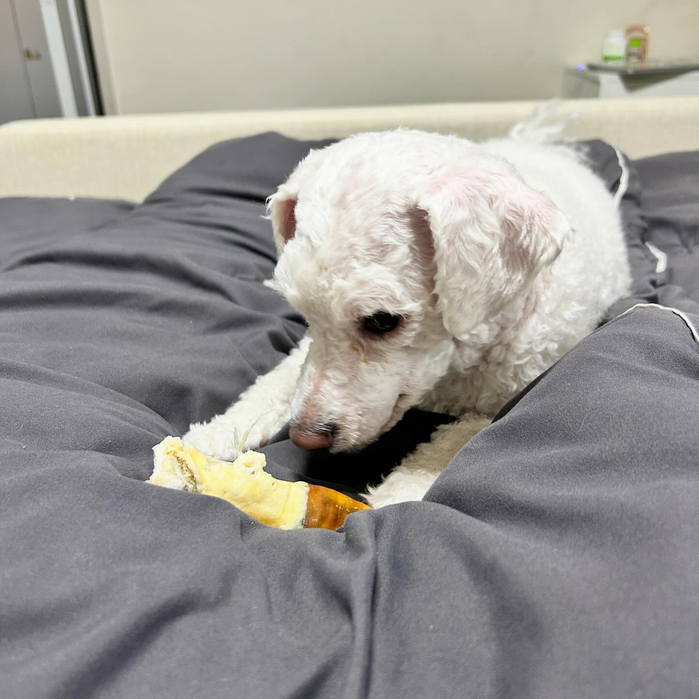 💙🐶댕댕이 육퇴 아이템 🐶💙
사슴 발꼬락 🫎 well_together 
옴마두 쪼금 쉴래🥹🫶