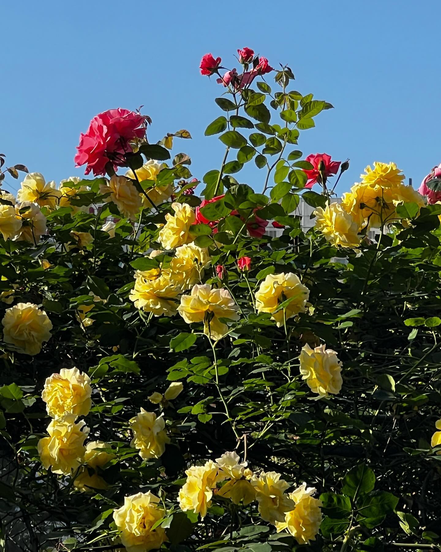 夏