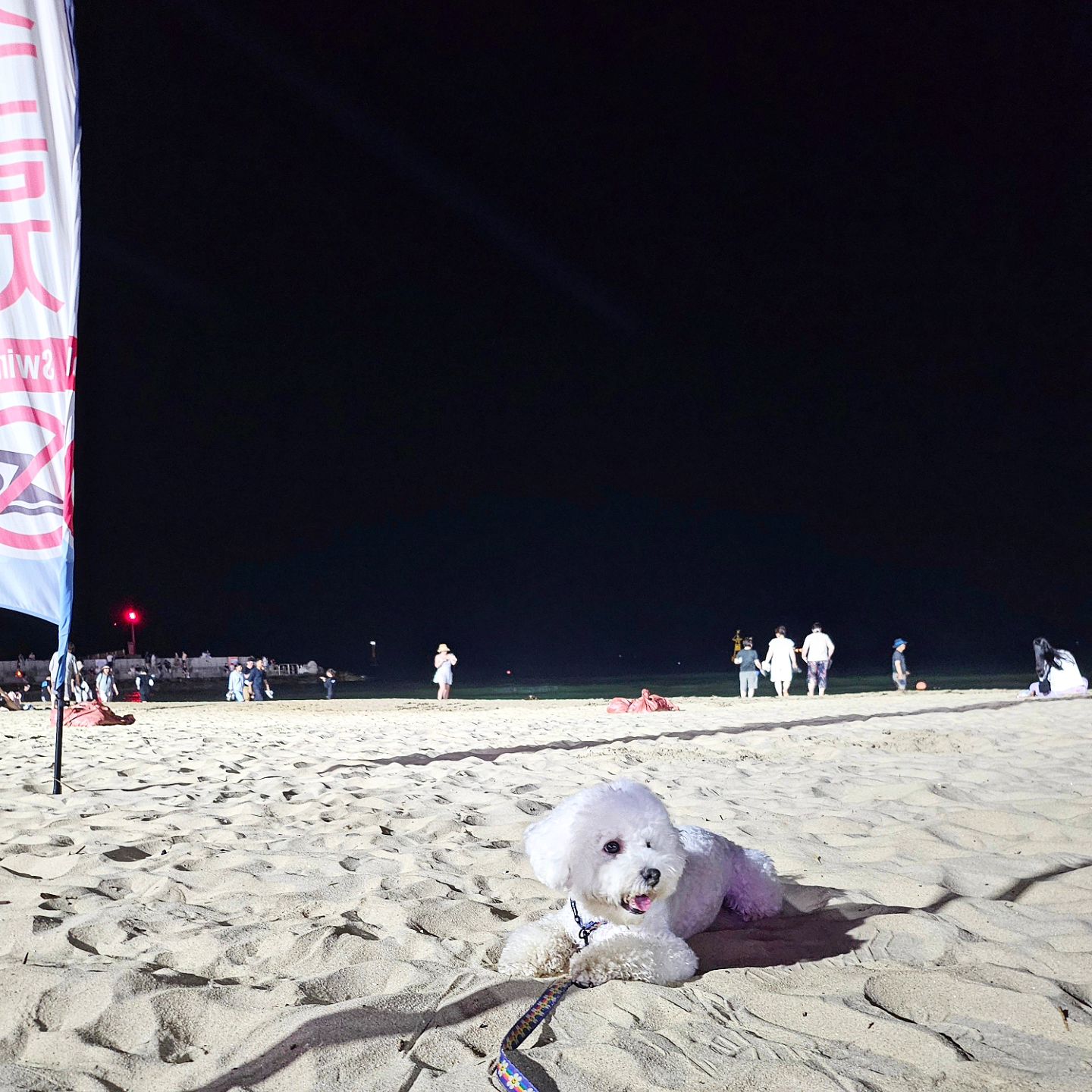 2024 여름의 끝자락..
시원한 모래놀이도 잠시 안녕🥲

유난히 모래놀이를 좋아하는 찐빵이ㅎㅎ
열대야가 기성이였던 주말 밤이면
산책 겸 바닷가로 자주 놀러나갔어요!

물론, 그 날엔 목욕이 필수였지요🛁🫧

주인이는 너무 힘이들지만
저 미소를 보면 힘!을 낼 수 밖에
없었답니다ㅎㅎ

다가오는 가을에는 뭘 하면 좋을까요오?!

#여름끝자락 #열대야 에는 역시 #바닷가산책 과 #모래놀이 
#가을안녕 #빨리와
#멍스타그램 #멍팔 #비숑일상