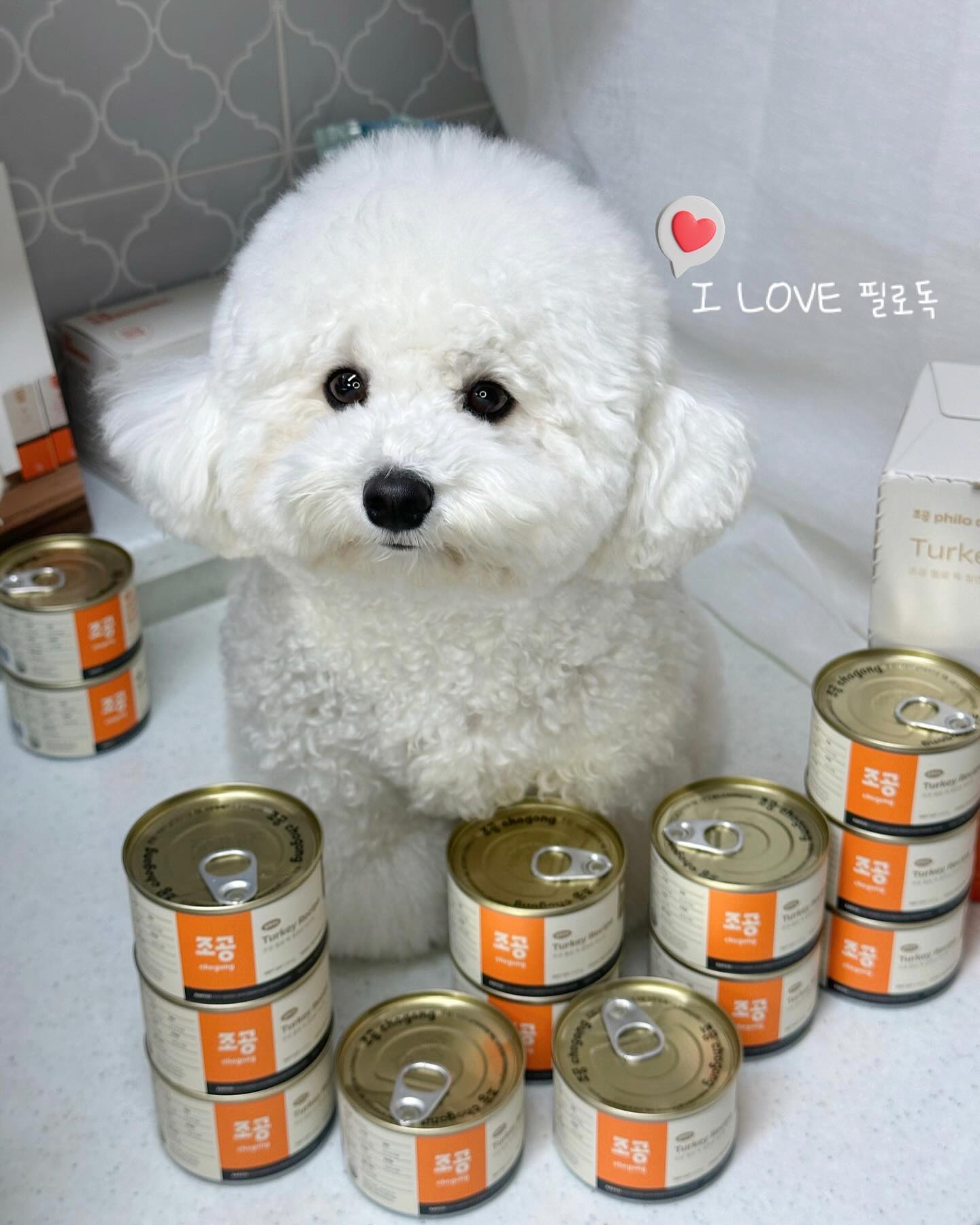 #협찬 ♡ 알럽조공 ♡ 

저 혹쉬 홍박사님 말구 조공에서 나온 필로독을 아세요? 
조공 필로독 조공 필로독 

나 이제 고백할게 사실 나는
사료보다는 고기냄새 풀풀 풍기는 
습식이 좋아… 눈나는 내 마음 알까..? 
칭구들…내 맘 알디? 냄새 폴폴 풍기는 고 너낌 알지!!???

먹는 내내 행복하구 먹고 또 먹고싶구…
고백 그만하구 필로독에 대해 간단히 설명할게

▫️습식 사료라 건사료에 비해 영양성분 파괴가 
  적고 소화흡수율이 더 높다는거! 
▪️ 국내 반려견의 생활습관에 맞춰진거!
▫️ 균형잡힌 중지방 포뮬러로 설계되었다는 거! 

내가 닭 알러지가 있어서 
샘플로 온 닭은 칭구줬는데!!! 
닭은 촉촉하고 수분감이 많았구 
칠면조는 수분감은 더 적고 꾸덕한 느낌? 

여행갈때 두개만 챙겨가면 아침 저녁 뚝딱이야!!! 
후우~ 유천갈때 요걸로 바꿔달라 할까 말까 
넘 맛있어서 칭구들이 한입씩 달라구하면 나 오쪼지? 
칭구들 안 줄 수도 없고… 오늘만 고민해야게따…๑°⌓°๑ 

아 참 27일 (내일) 까지만 할인행사 한대!!!
나두 더 챙기러 다녀오께 

🎂 chogong_official

#강아지습식사료 #조공 #강아지습식 #강아지먹방 #강아지사료 
#비숑 #강아지 #댕스타그램 #견스타그램 #댕댕이
