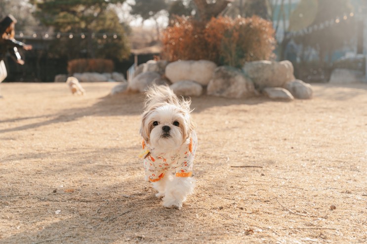 김포 애견카페&운동장﹝도그캠프 공항점﹞🐶