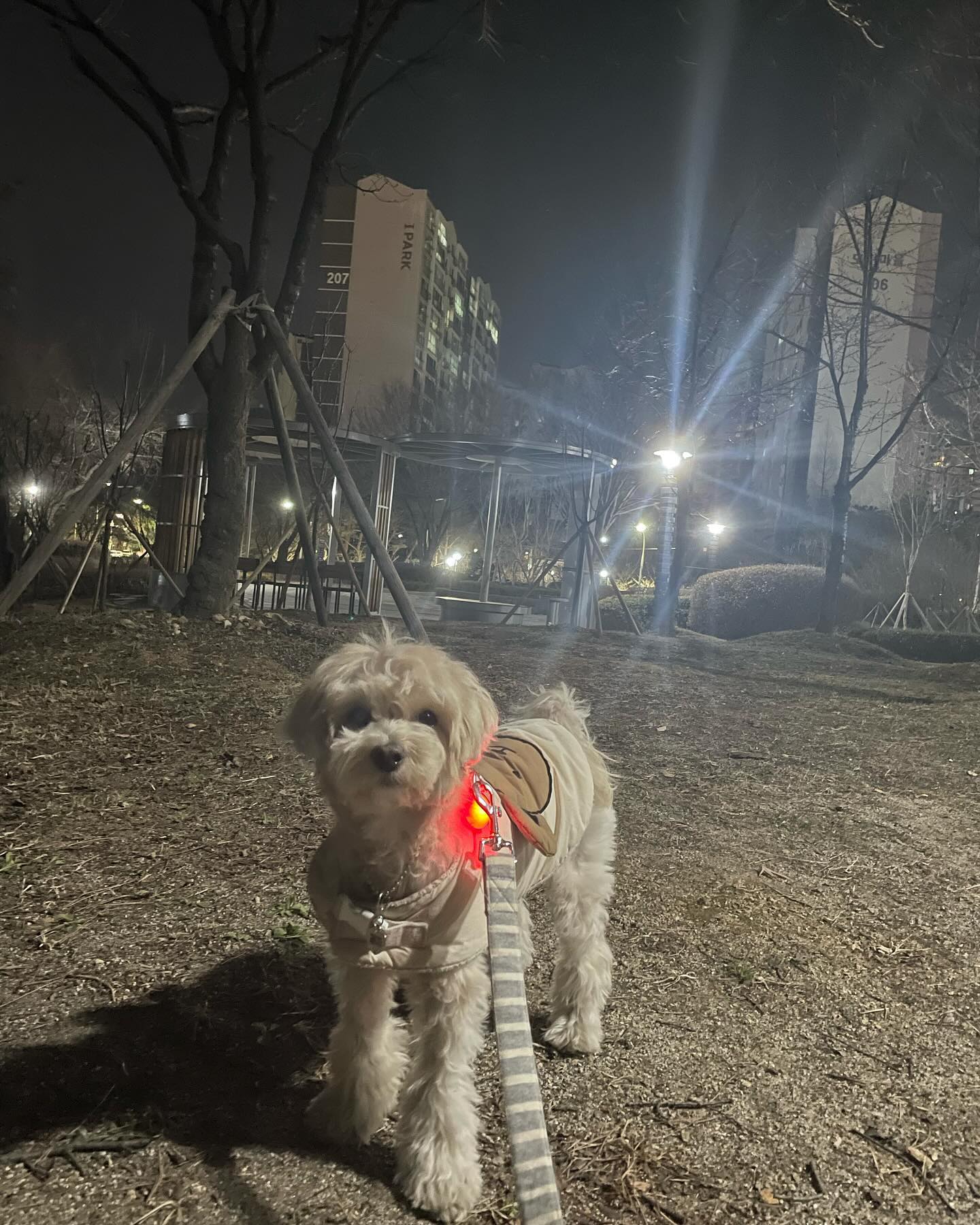 아침에 산책하다가 갑자기 생식기에서 피가 줄줄 흘렀어요😭병원에 가서 초음파 했더니 자궁벽이 엄청 두껍고 염증이 있다고 하셨어요.결석은 없지만 병명은 방광염이래요ㅠㅠ약 먹고 하루 4번 산책하고 있어요.하루 2번 산책이 부족했나봐요.너무 미안하고 속상하네요…혹시 추천하시는 영양제나 꿀팁 있으실까요??!!

#멍스타그램 #멍팔 #멍팔맞팔 #멍멍이그램 #멍멍 #멍뭉이 #댕댕이 #댕스타그램 #댕팔 #댕댕이스타그램 #댕댕이스타그램 #댕댕이일상 #말티푸스타그램
