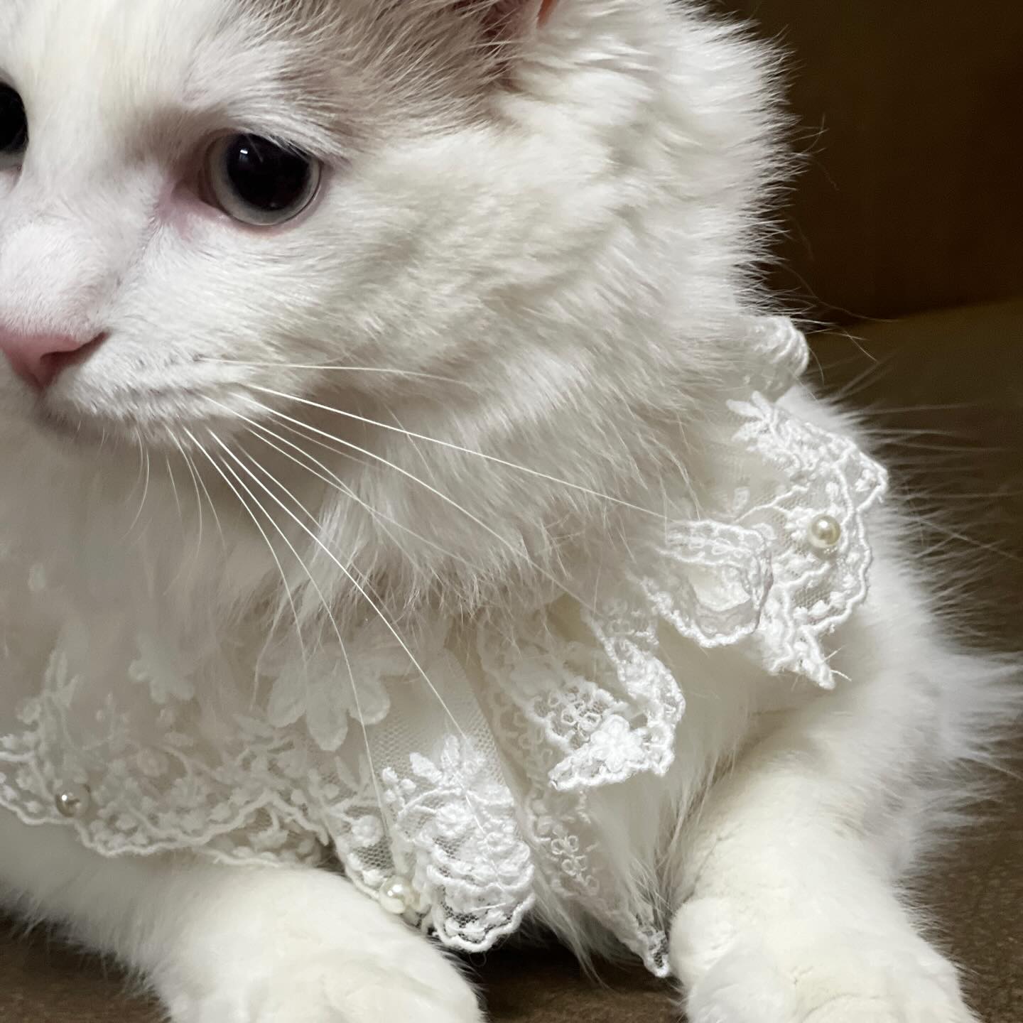 사진 절대 제대로 안찍어줌