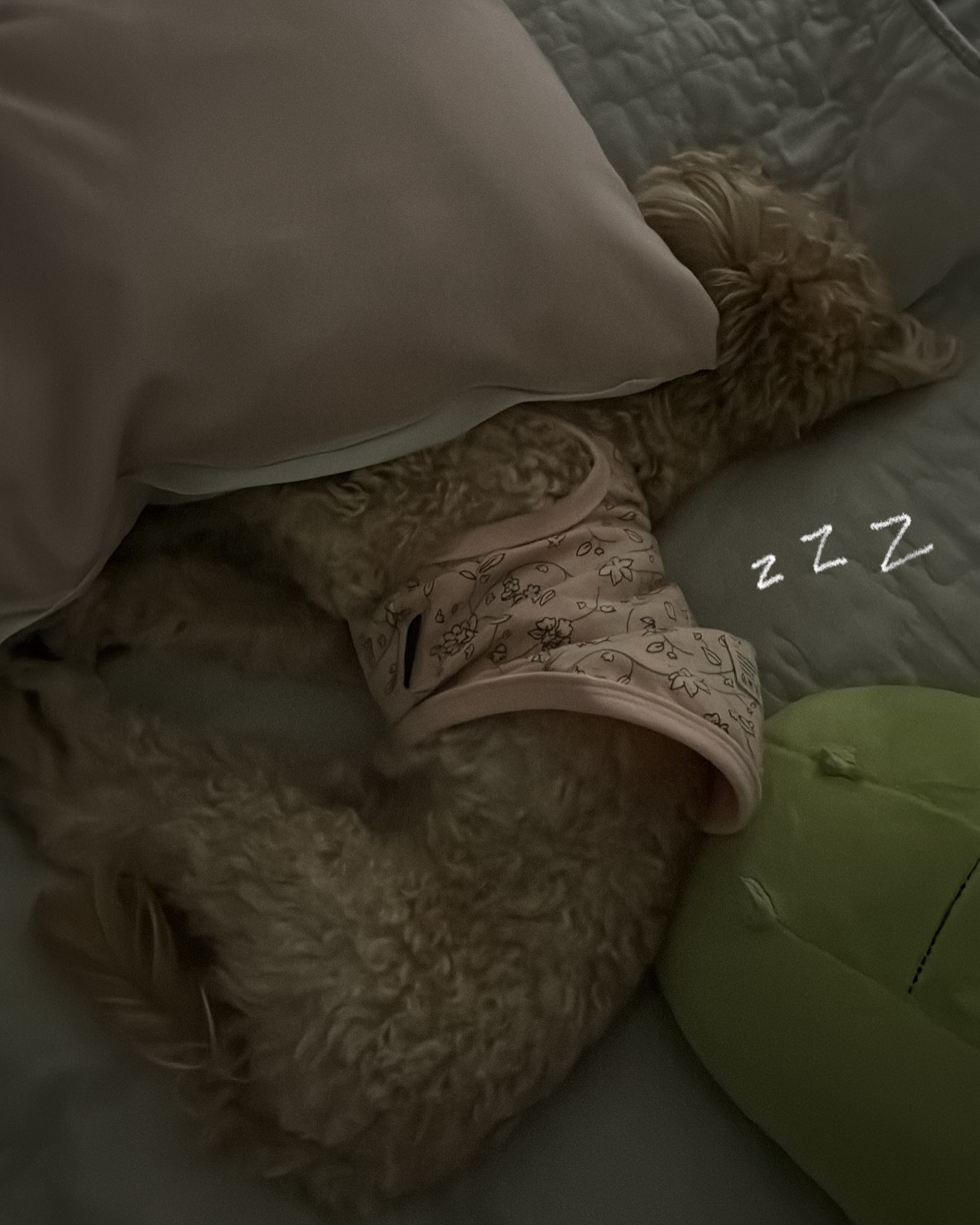 다들 밤모닝🤎
나눈 오늘 완전 꿀잠 잤다개🐶💤

#굿모닝 #불금 #강아지일상 #말티푸 #견주소통 #멍팔맞팔