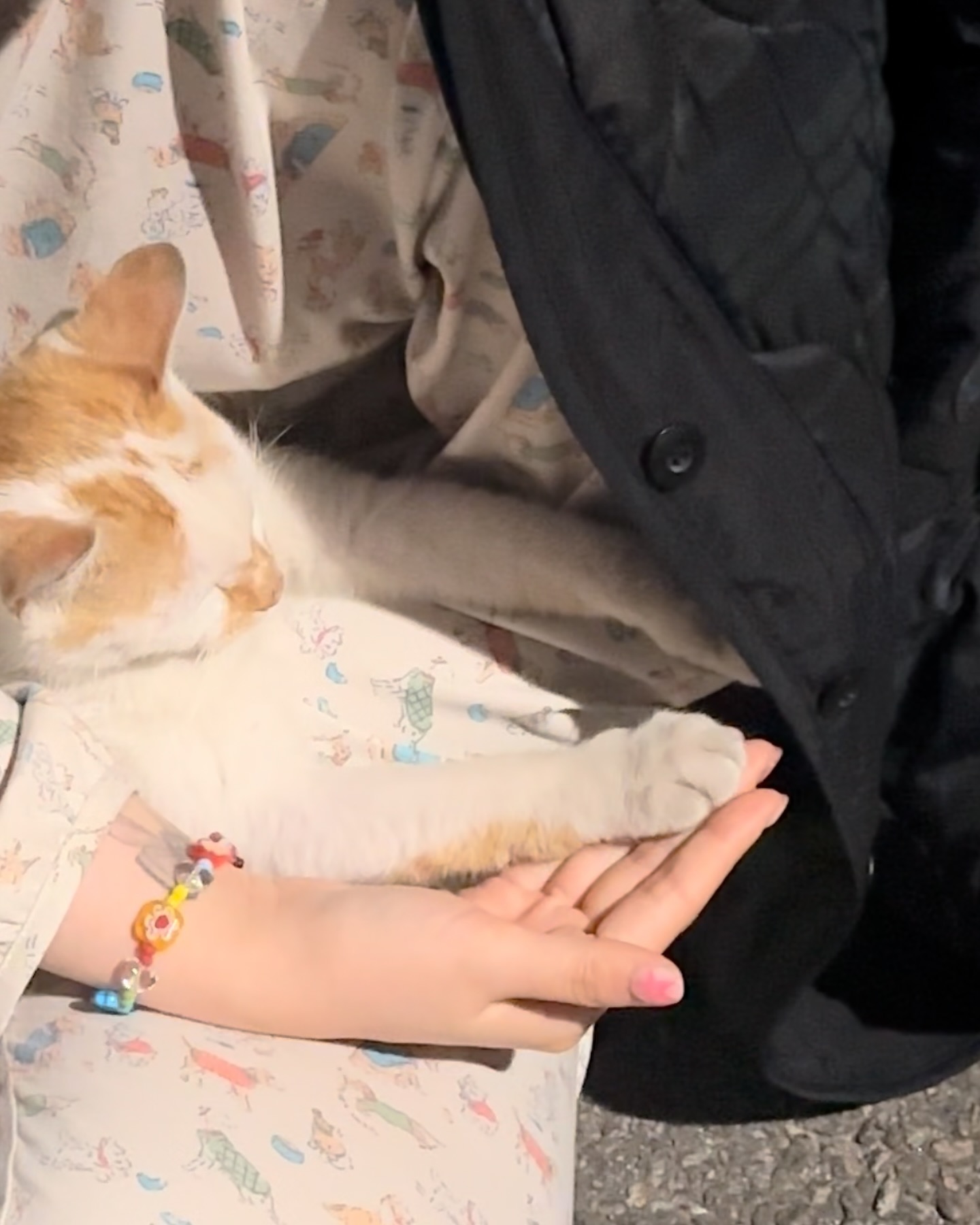 🐈🐾