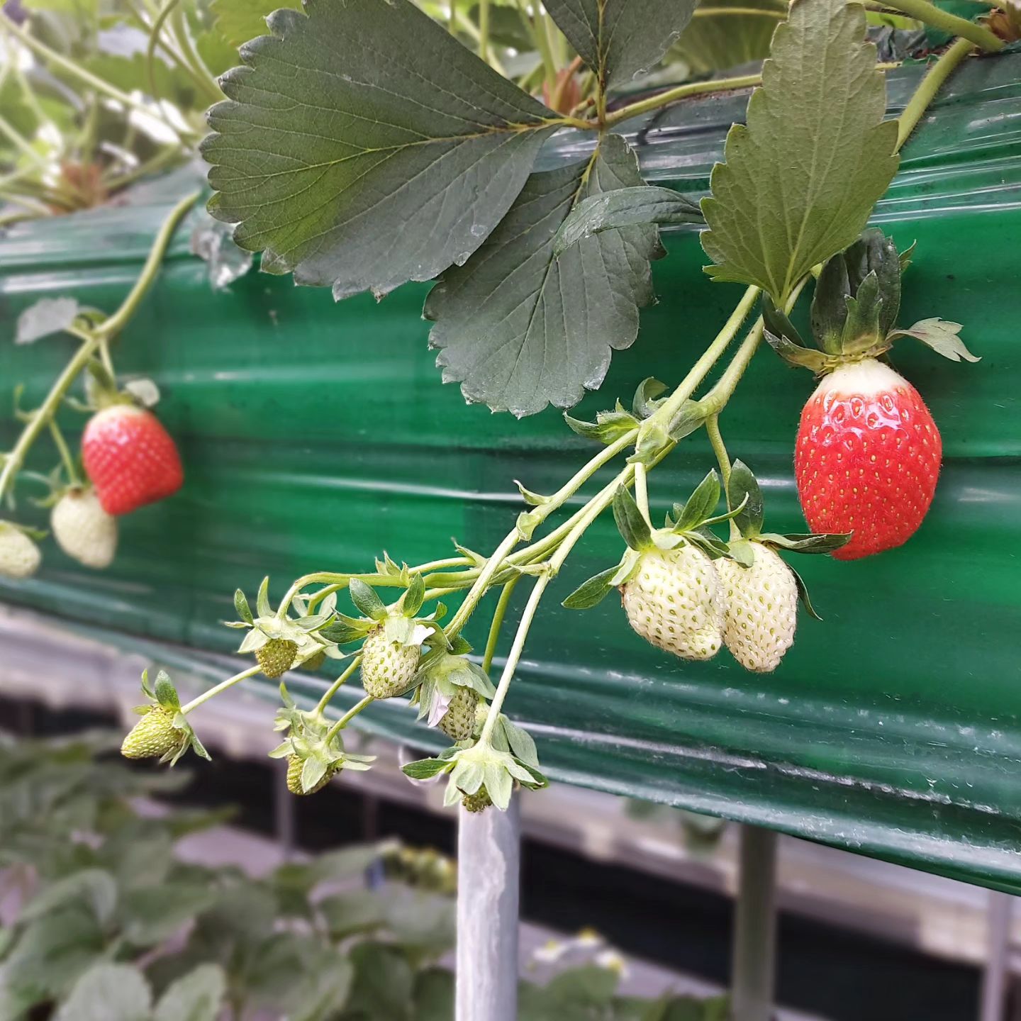 올해도 놓치지 않고 다녀온 #딸기농장
새로운 곳을 찾아 떠났는데 지금까지 딸기농장 중 가장 맛있었던 딸기였다.
체험 중 시식 가능한 것이 가장 좋았고, 그래서 비용은 다른 농장보다 조금 더 높았다.
서브 체험들도 #아기동물농장 #모래놀이 #식물물주기 무료로 이용 가능하고 먹이체험은 먹잇값이 들긴해도 양이 많아서 좋았다!
#딸기와플 만들기 체험이나 #딸기아이스크림 만들기 체험은 유료. 그런데 가심비는 좋았다?!
사진을 은근 많이 찍었네 😀 

•••
#농장체험 #딸기농장 #딸기체험 #아기농부 #딸기 #주말 #strawberry #farm